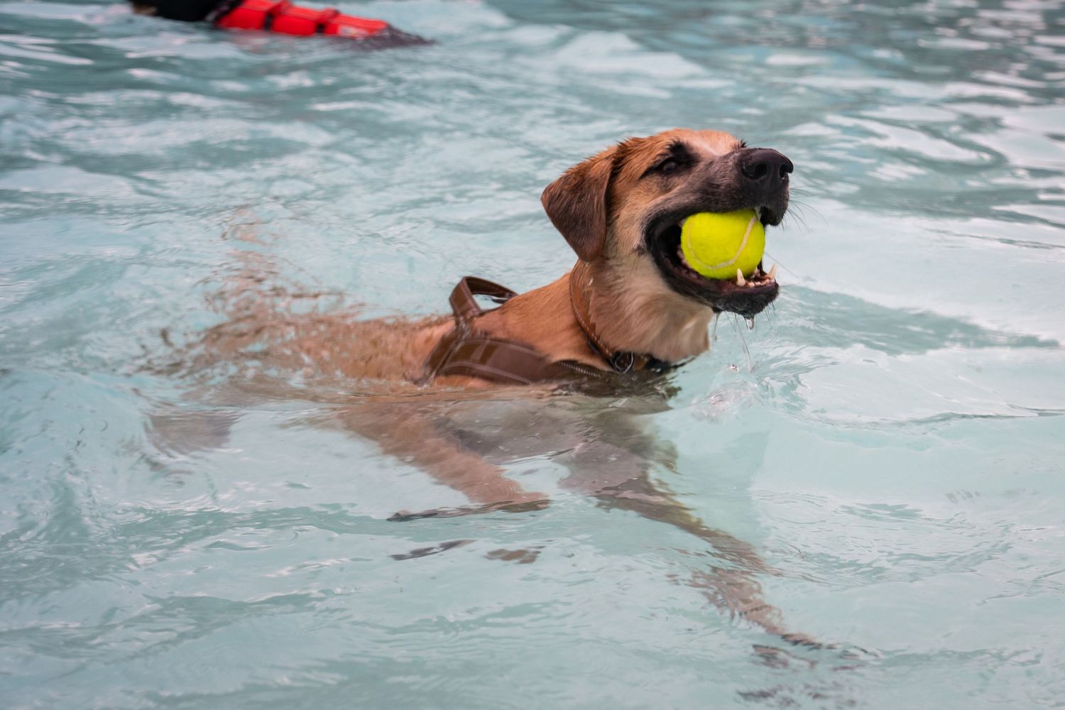 A brown dog swimming in a pool with a yellow tennis ball in its mouth.