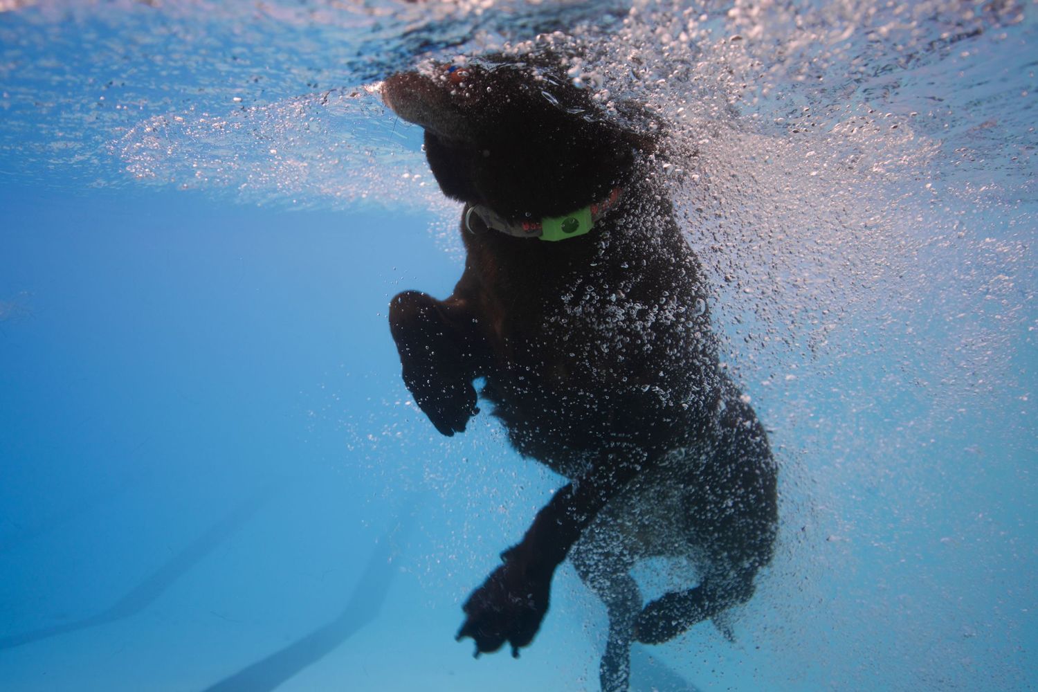 Black Labrador dog swimming underwater in a clear blue pool, wearing a green collar, with bubbles surrounding it.