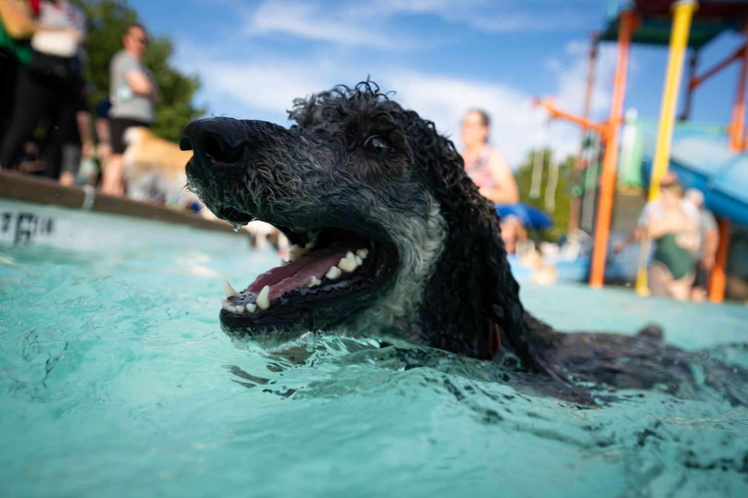 A wet black curly-haired dog swimming and smiling in a pool at a water park on a sunny day.