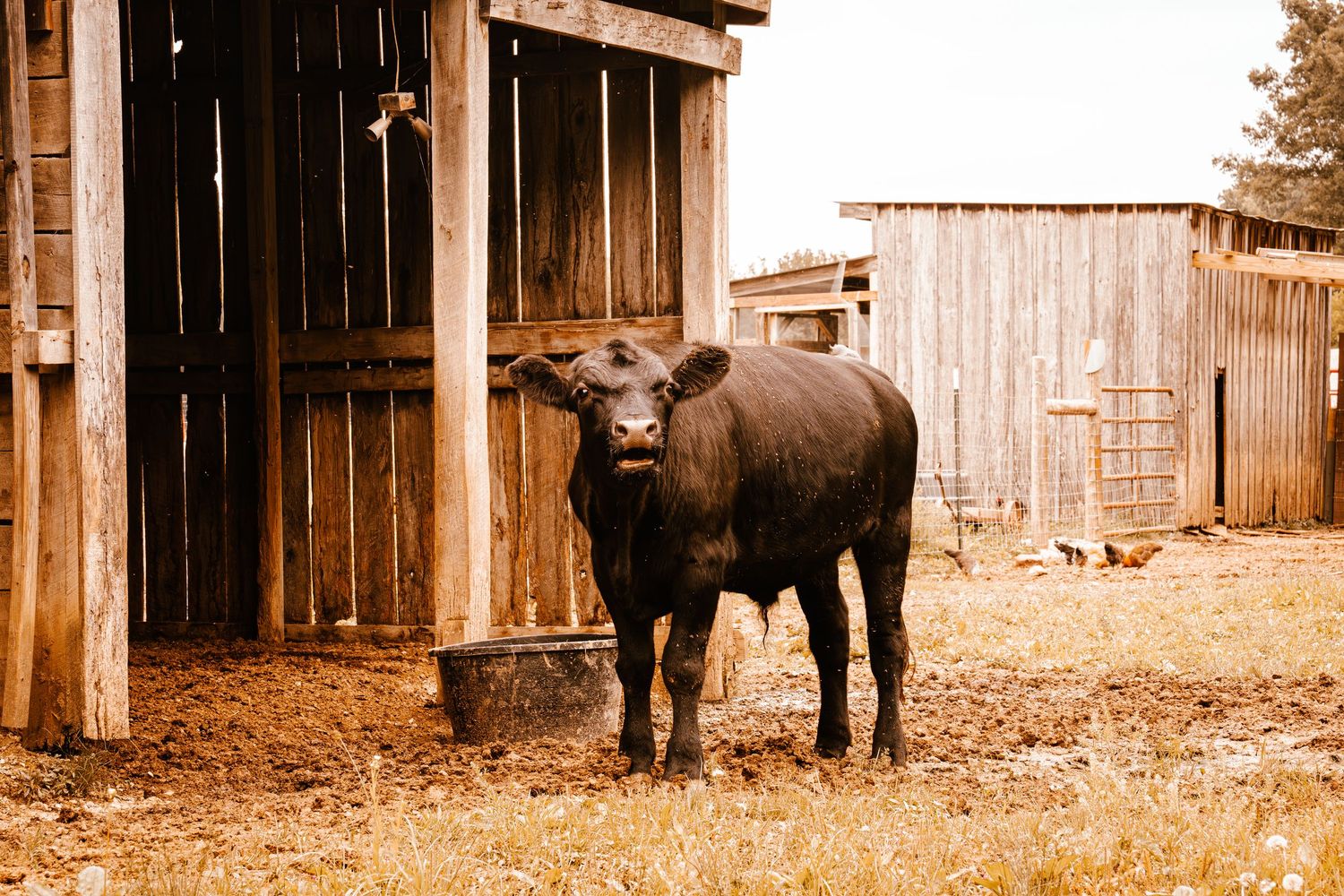 A black Angus cow stands outside a rustic wooden barn on a farm.