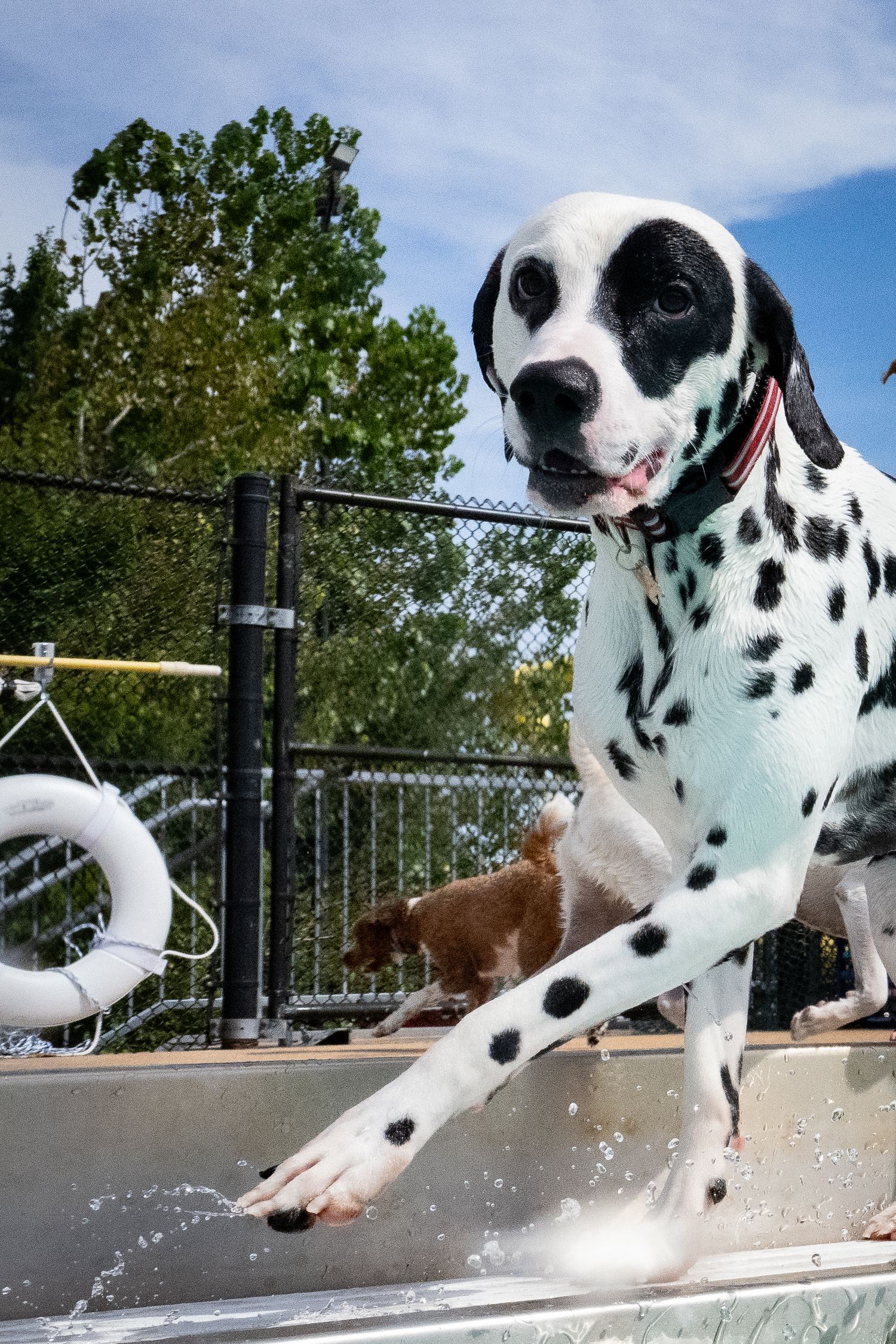 A Dalmatian dog climbs out of a pool, with water splashing around its paws on a sunny day.