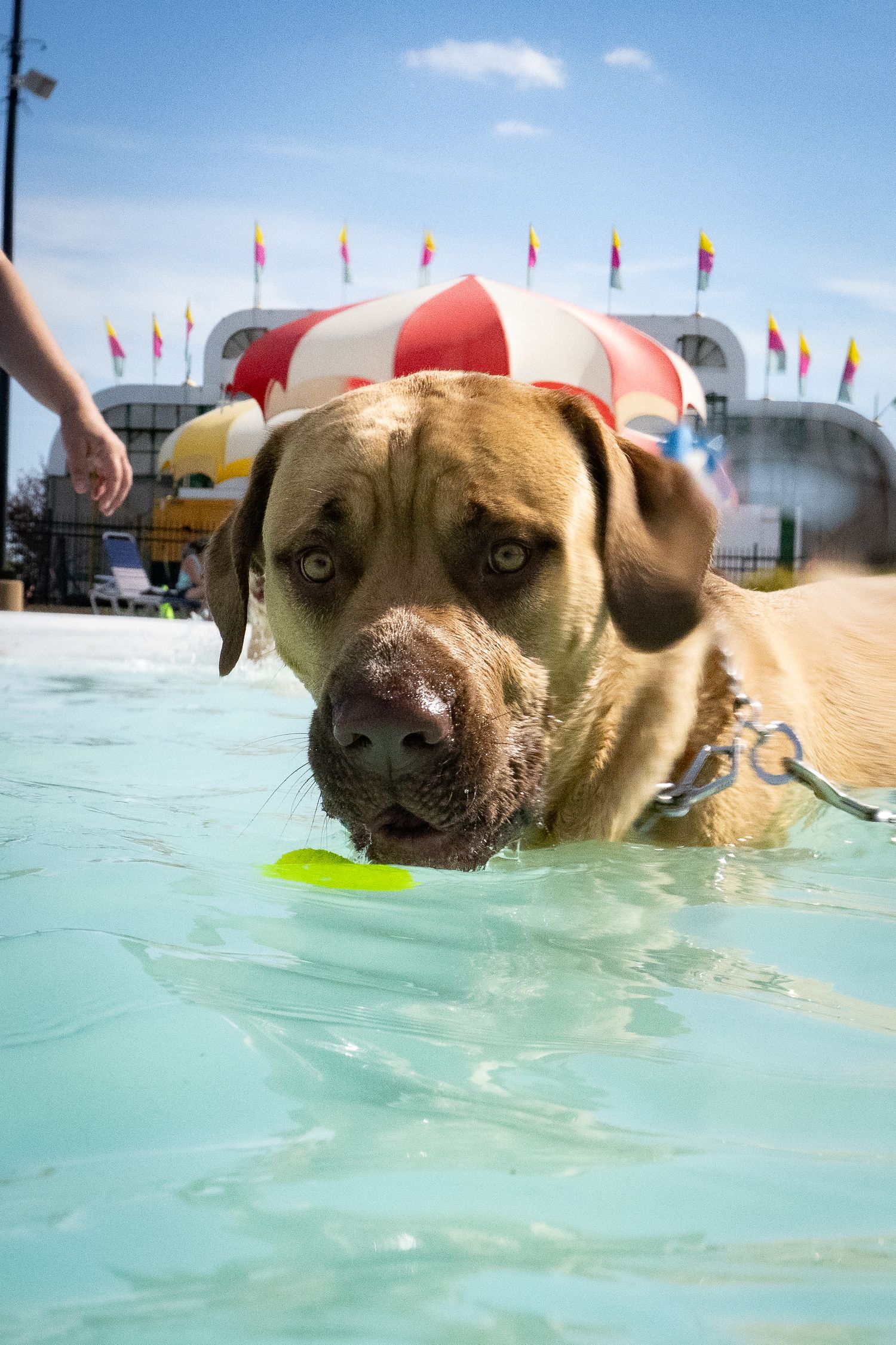 A large tan Mastiff dog wading in a pool holding a green toy with a red umbrella behind.