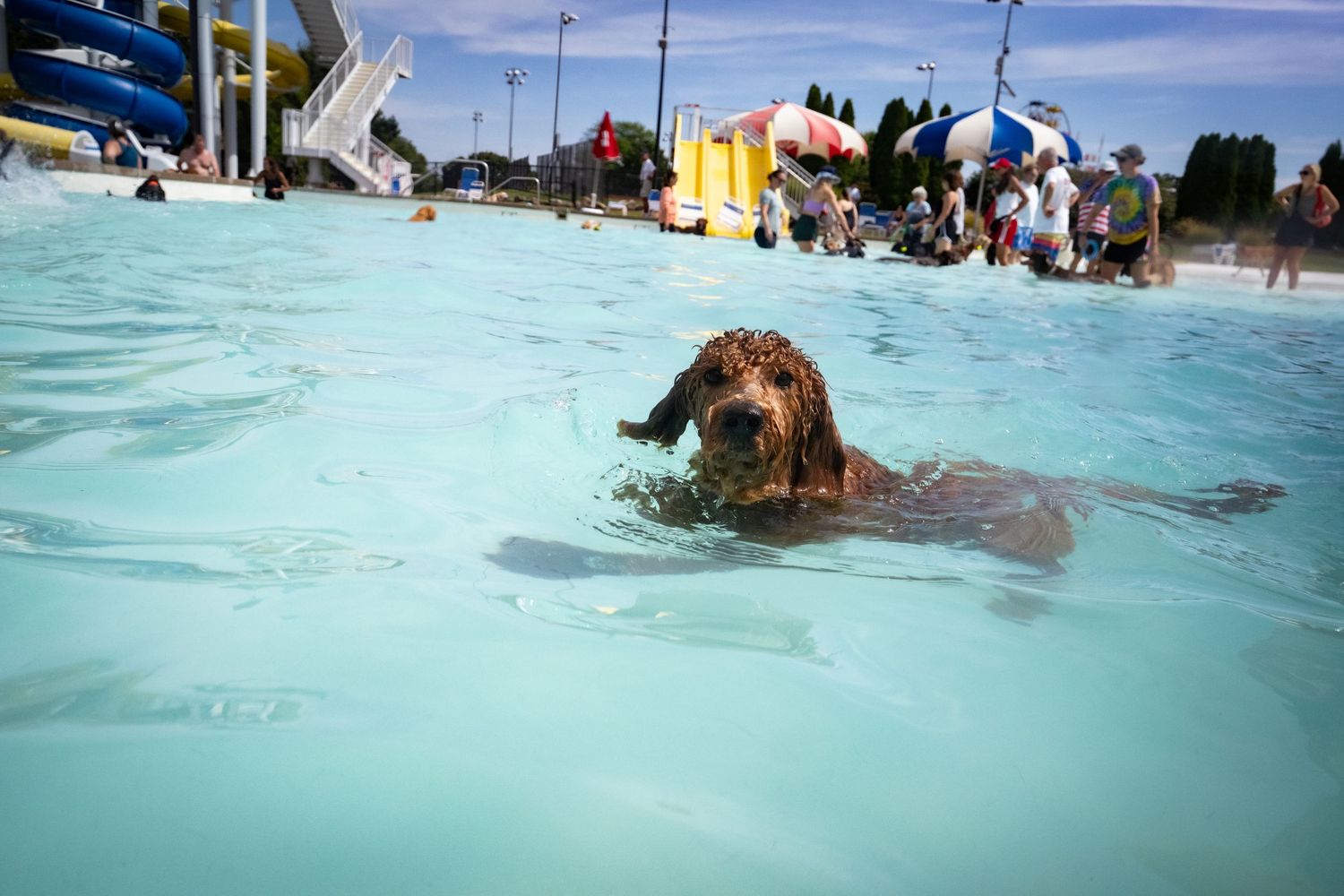 A brown curly-haired dog swims in a public pool with a water slide in the background.