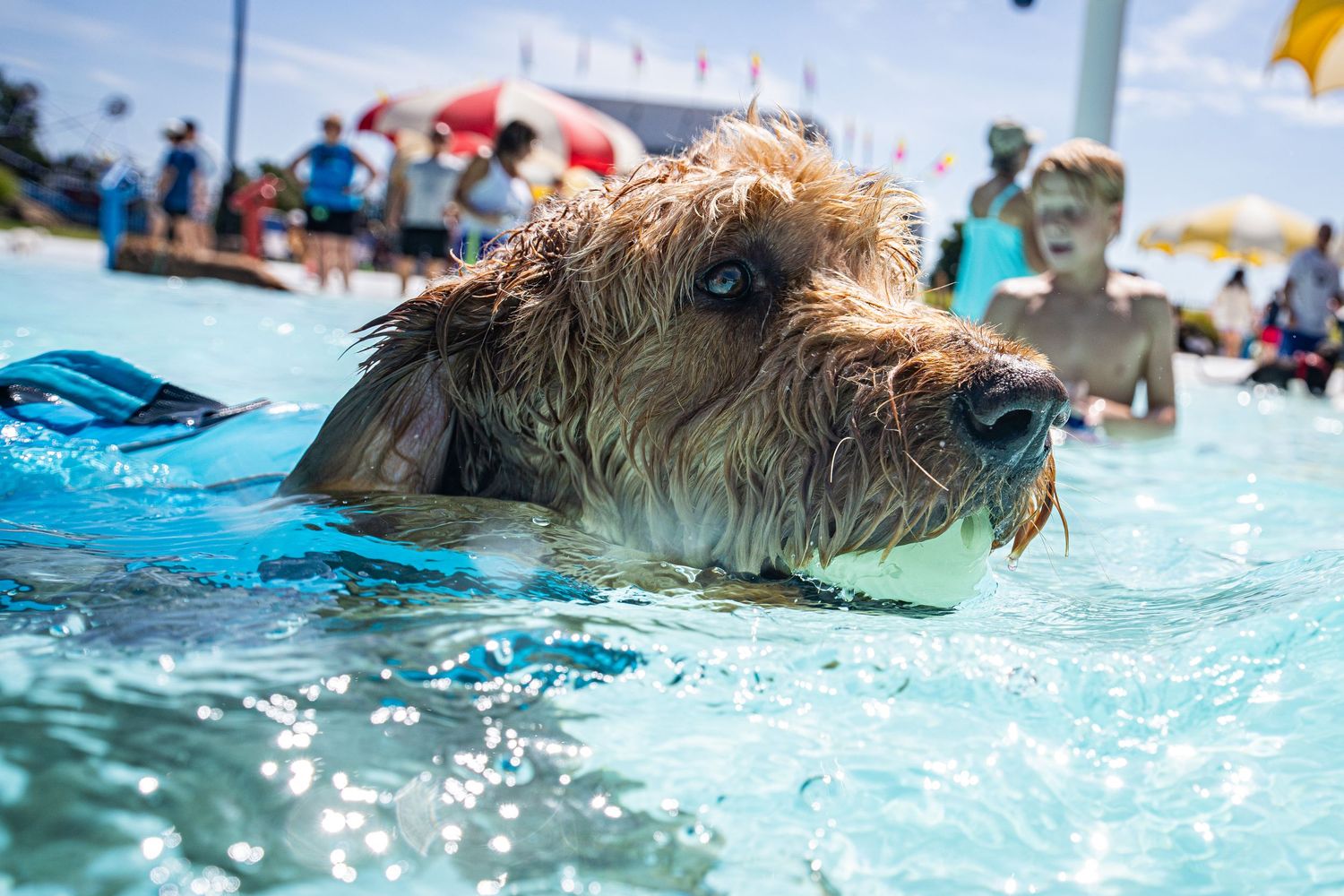 Wet golden terrier dog swimming close-up in a crowded outdoor pool on a sunny day.
