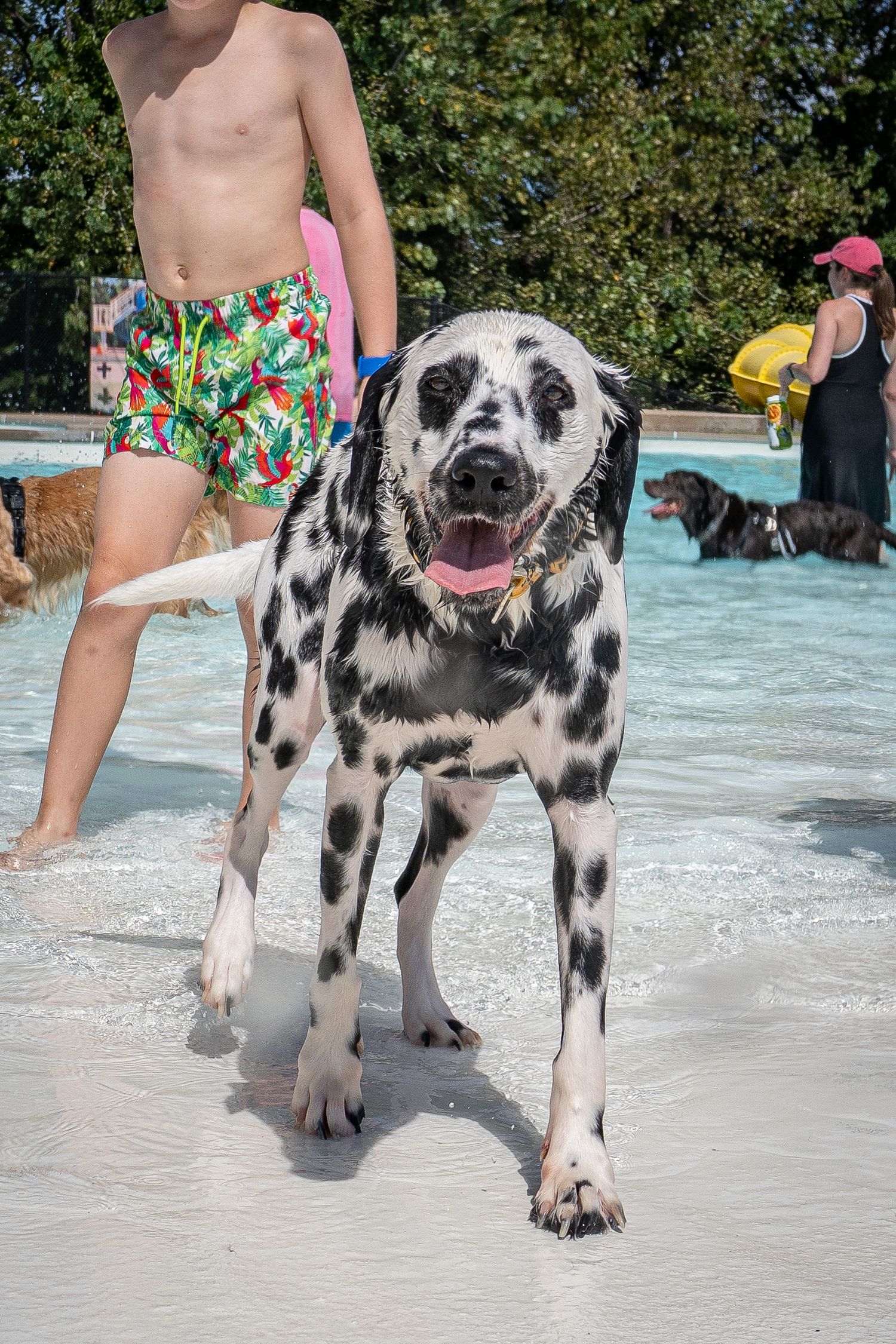 A spotted Dalmatian dog with tongue out stands near a pool with a boy in swim trunks nearby.