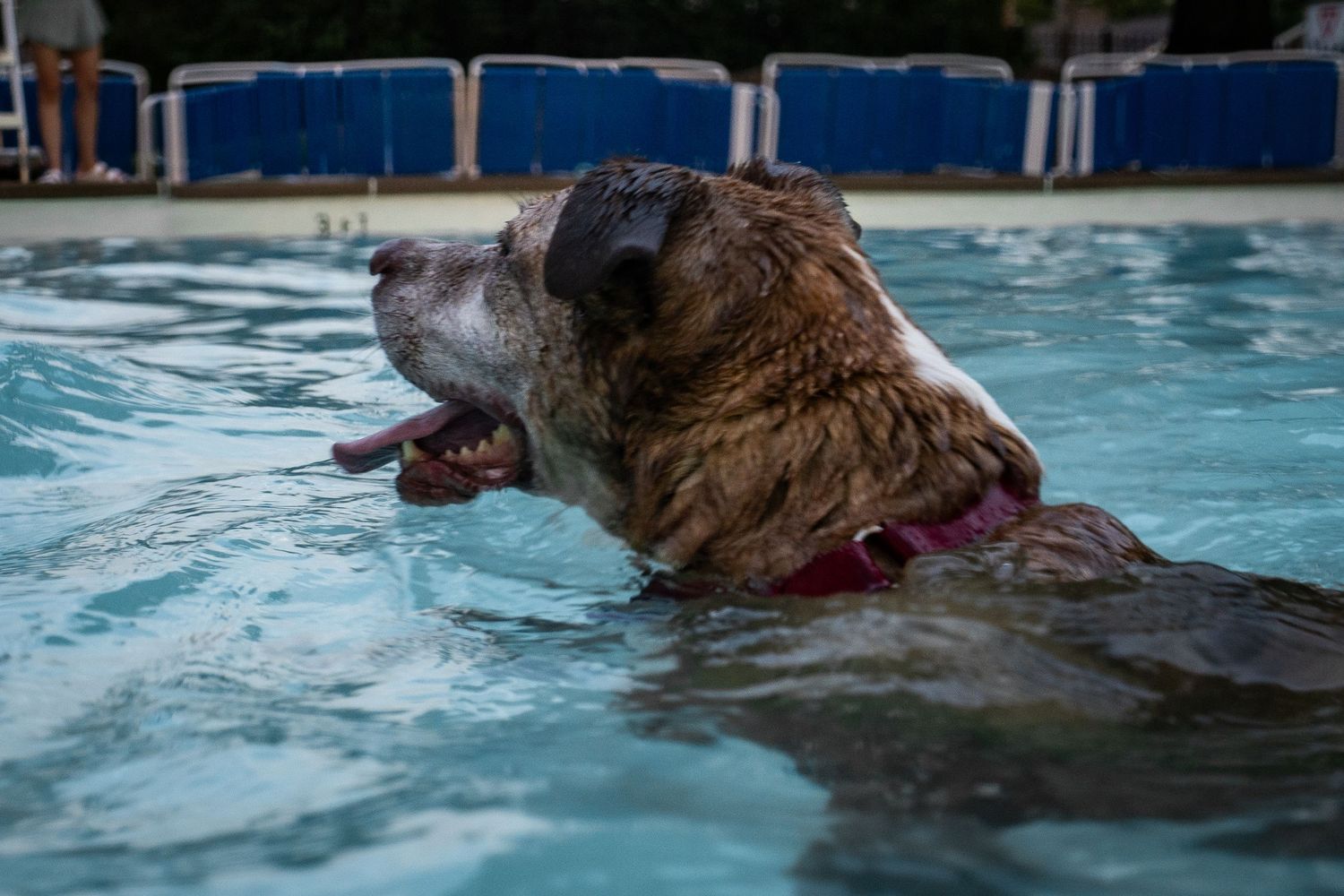 A large brown senior dog swimming in a blue pool, mouth open and wearing a pink collar.