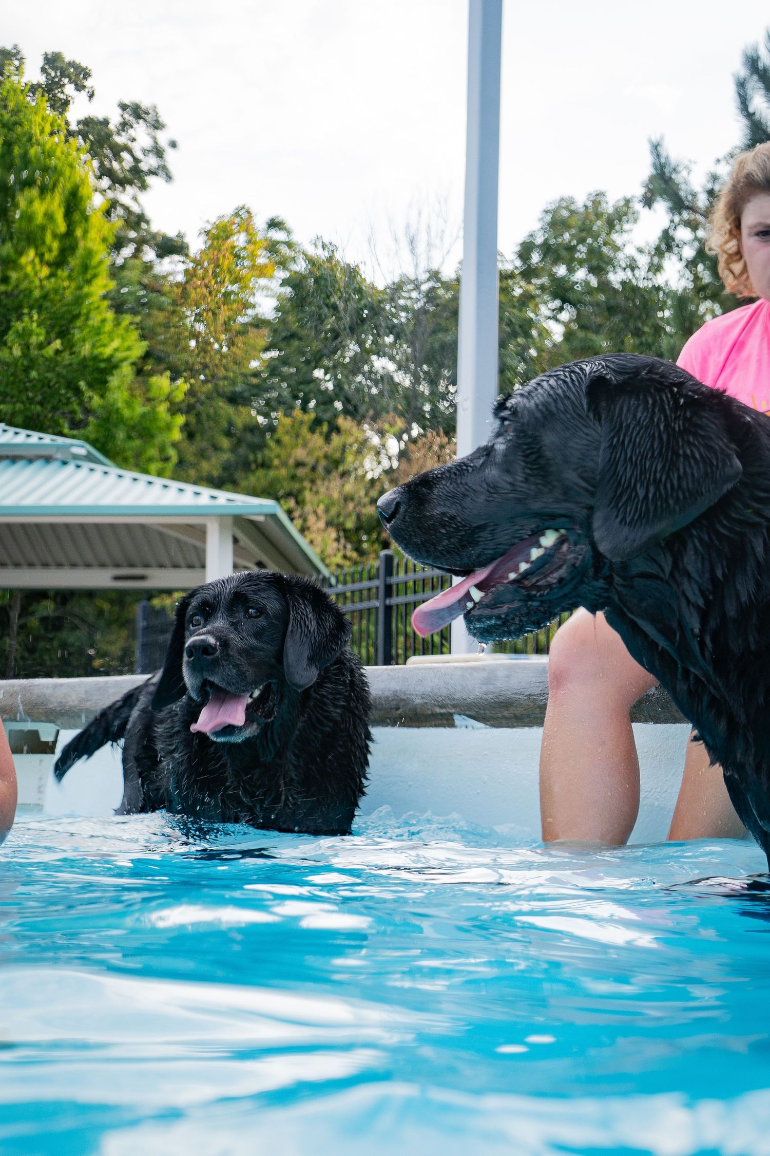 Two wet black Labrador dogs enjoy a backyard swimming pool with a child in a pink swimsuit on a sunny day.