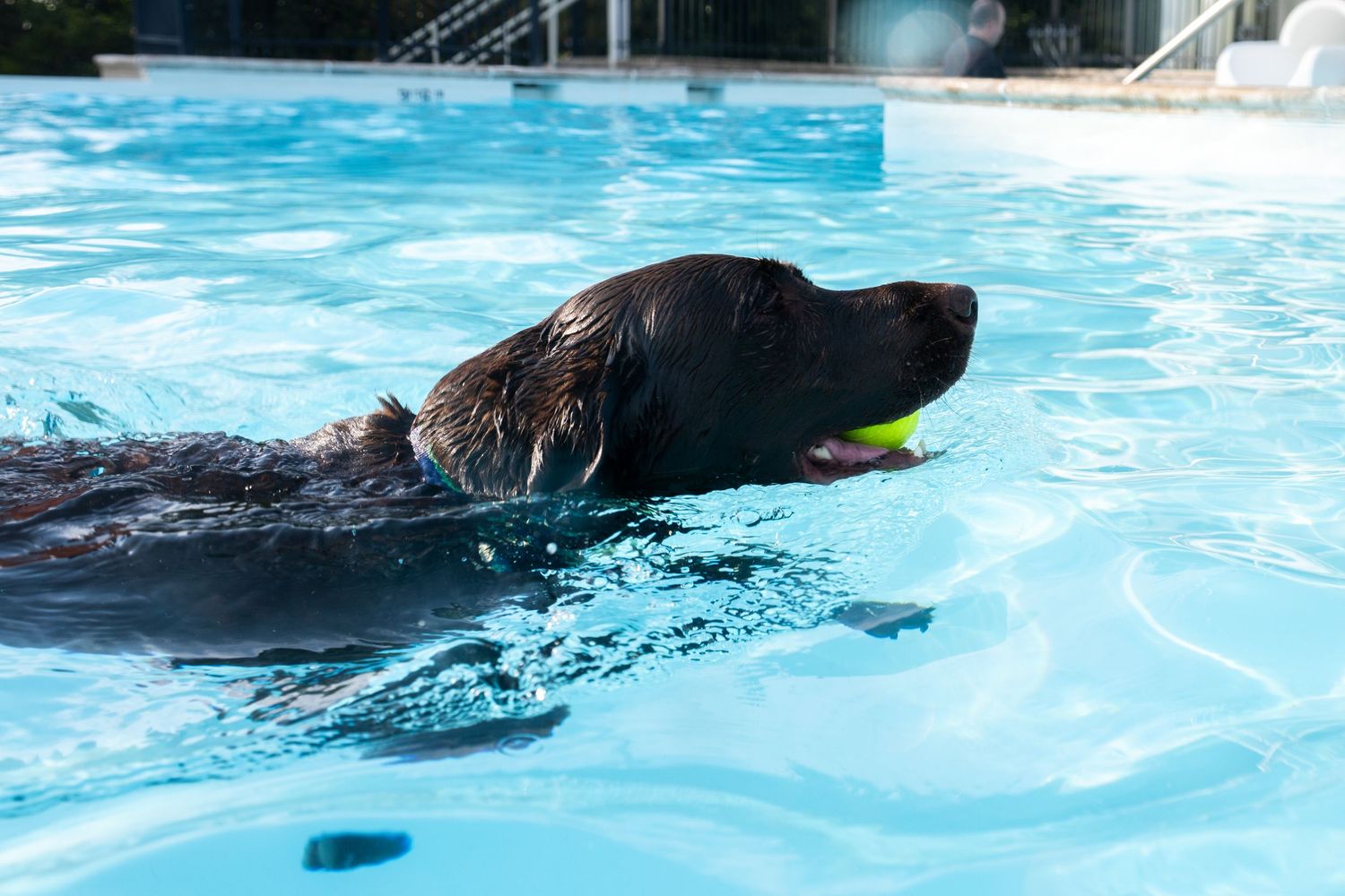 A dark brown Labrador retriever swimming in a clear blue pool with a yellow tennis ball in its mouth.