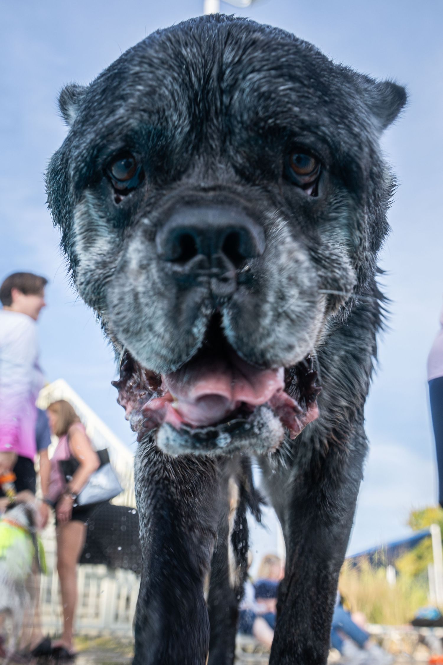 Wet black senior dog with gray muzzle staring intensely at camera outdoors.