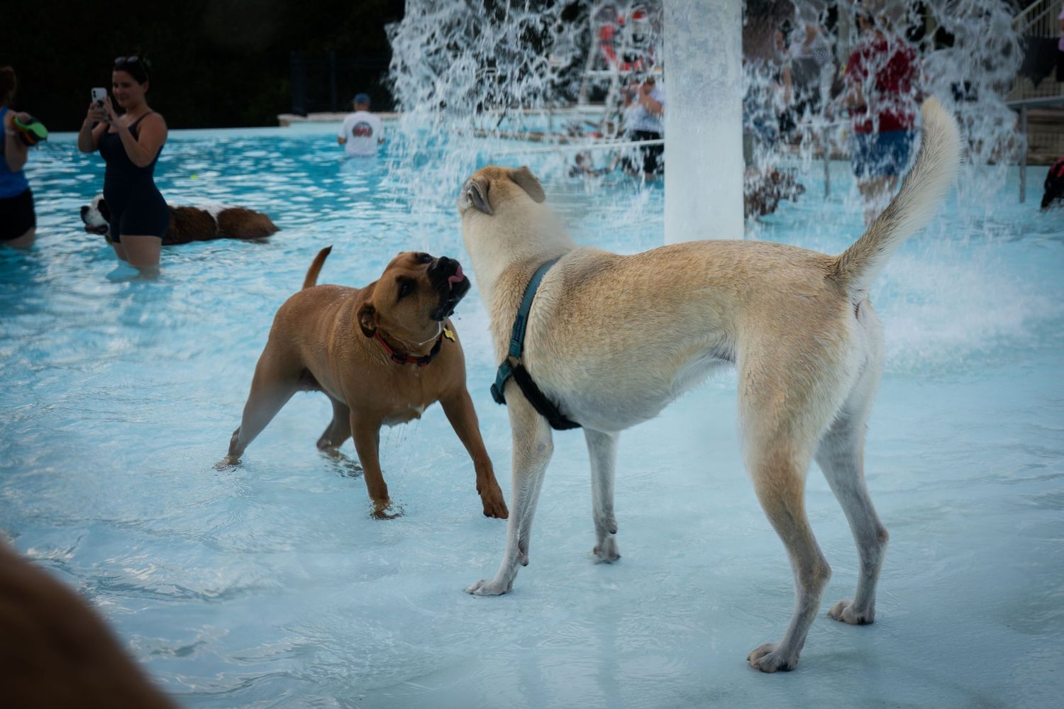 Two dogs playing together at a splash pad pool area with water fountains in the background.