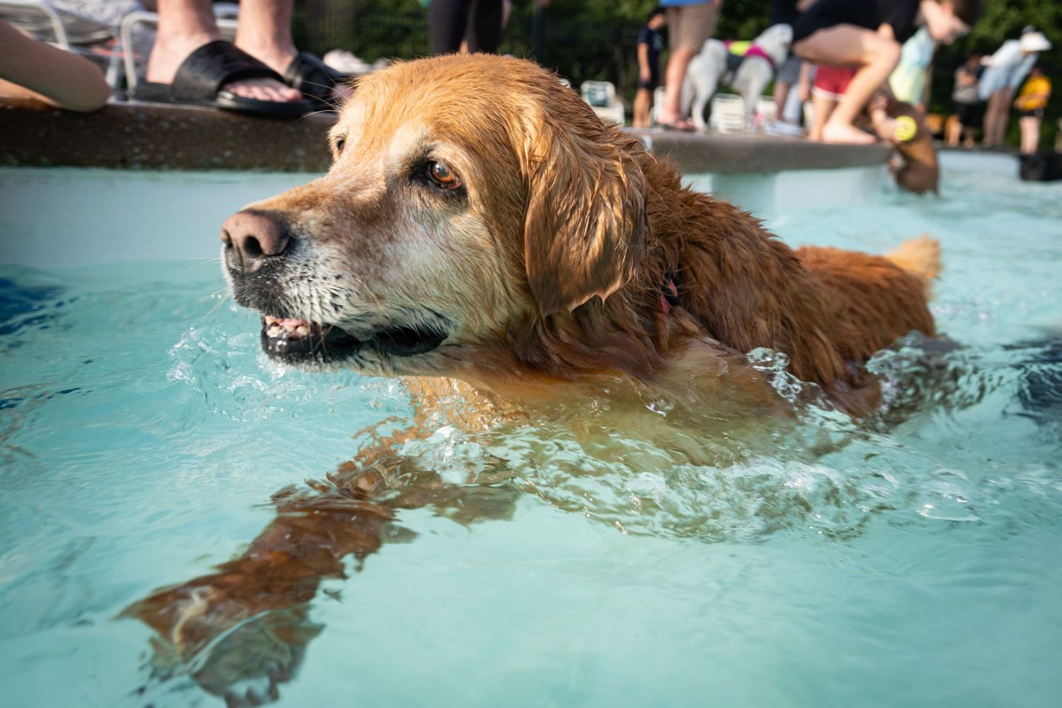 Golden retriever dog swimming in a clear blue outdoor pool on a sunny day.