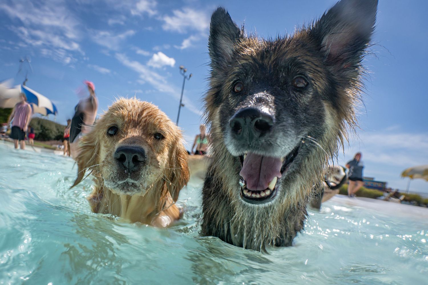 Two wet dogs, a golden retriever and a German Shepherd, swimming together in an outdoor pool.