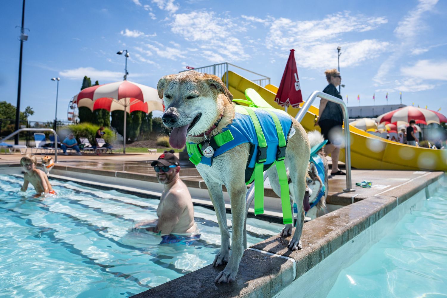 A dog wearing a green life jacket stands proudly at the edge of a public swimming pool on a sunny day.