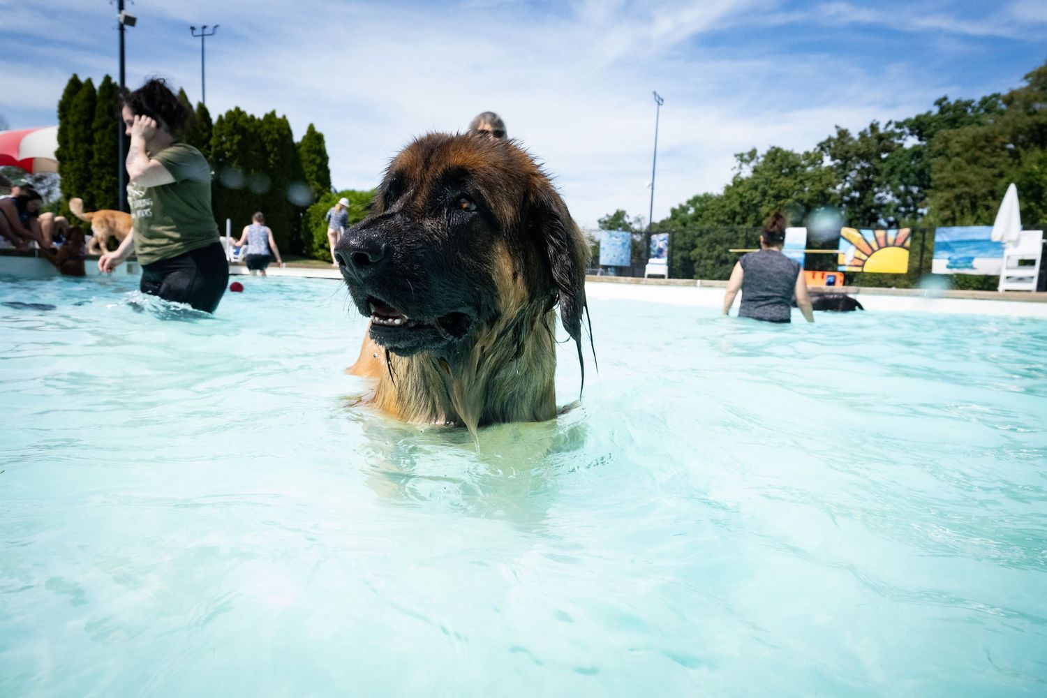 A large Leonberger dog wades through a bright blue swimming pool surrounded by people outdoors.