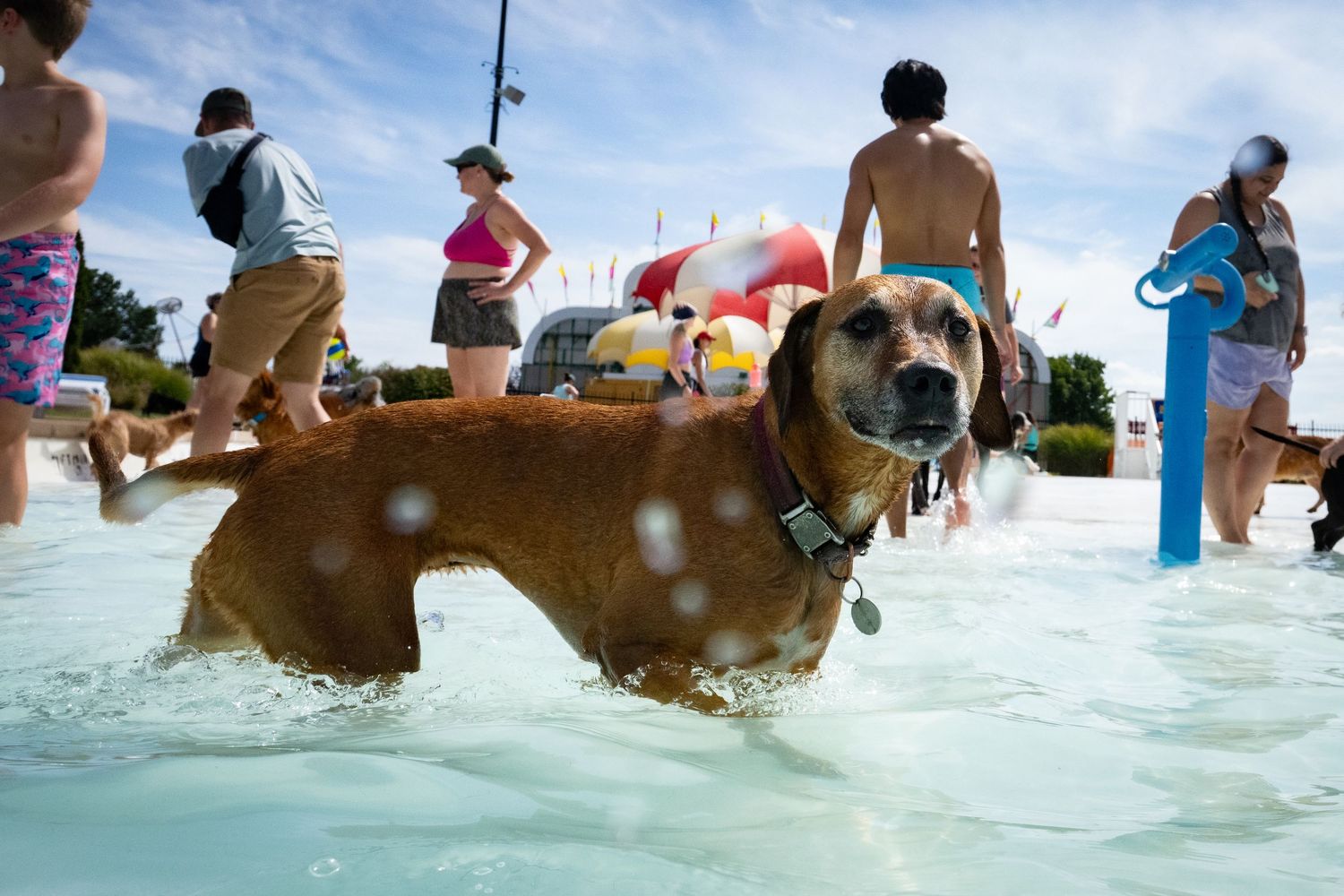 A brown mixed-breed dog wading through a shallow outdoor pool surrounded by people.