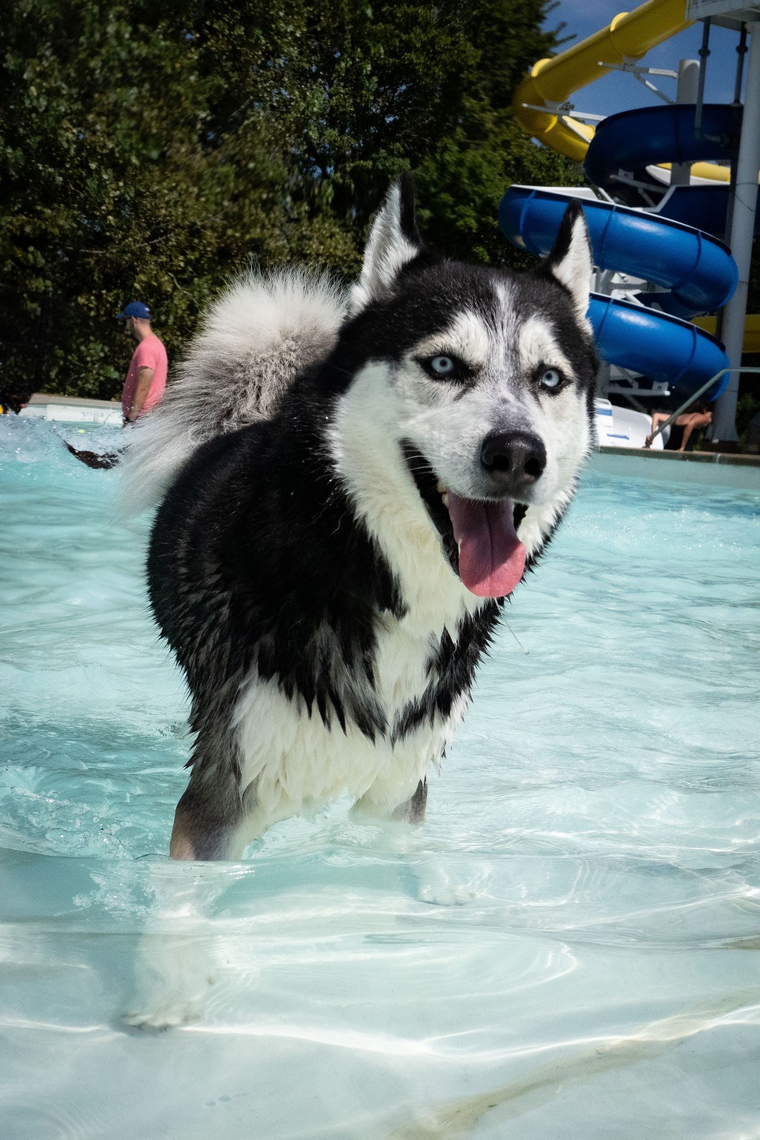 Wet black and white Siberian Husky with blue eyes standing in a swimming pool near a water slide.