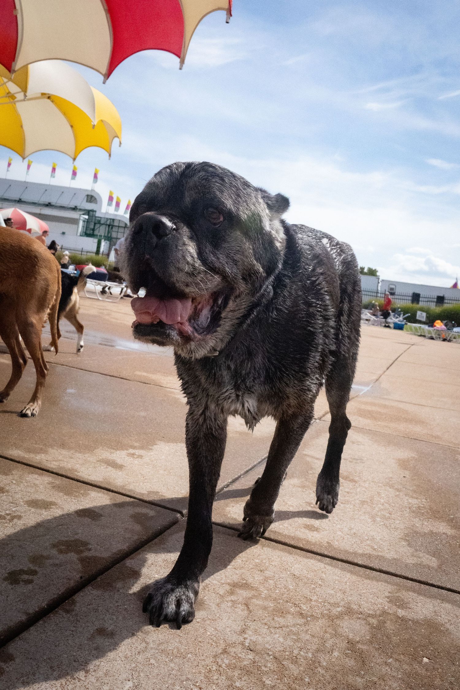 A soaking wet black English Bulldog stands on a wet pool deck with its tongue out on a cloudy day.