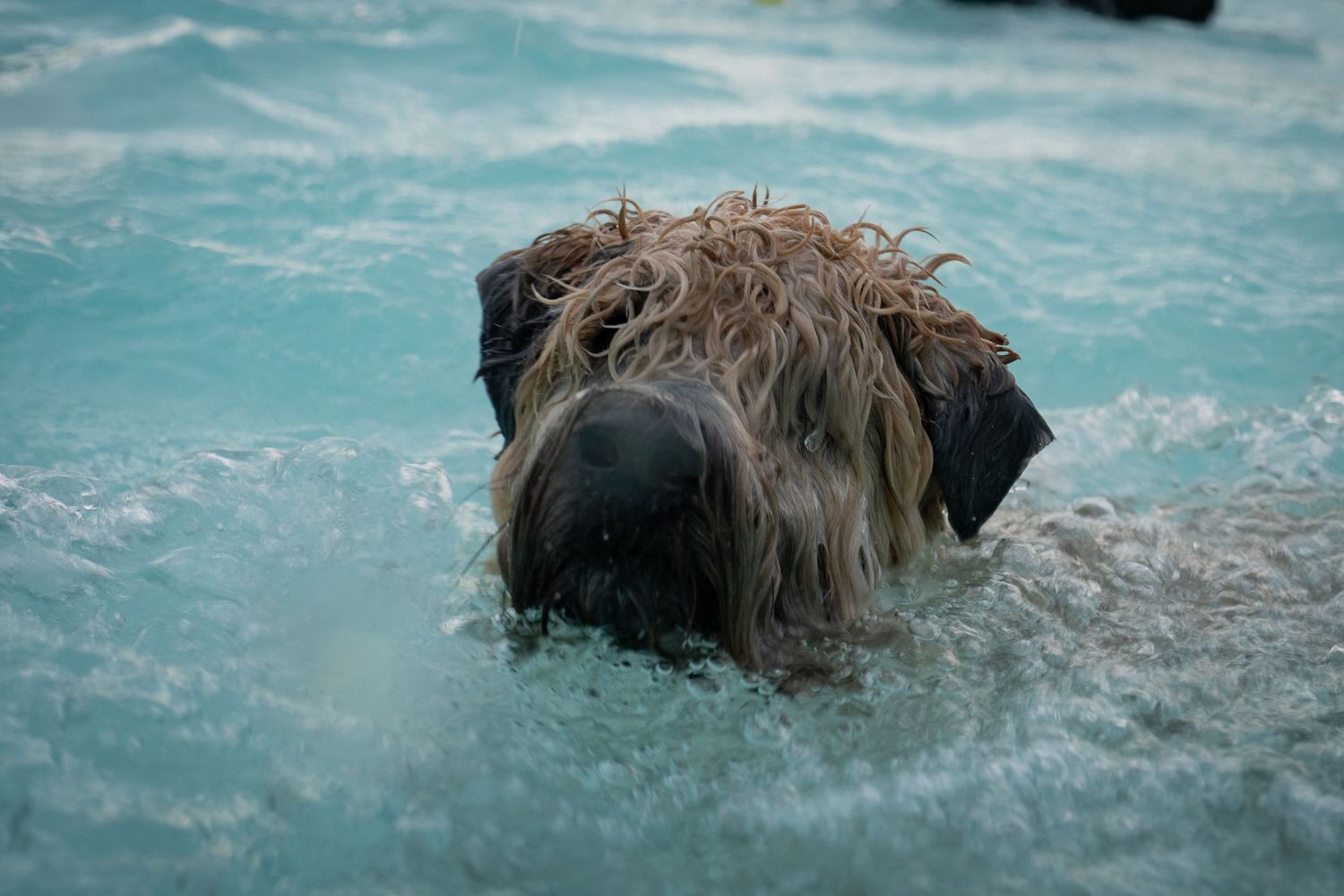 A shaggy wet dog swimming in turquoise water, with its long damp fur matted around its face.