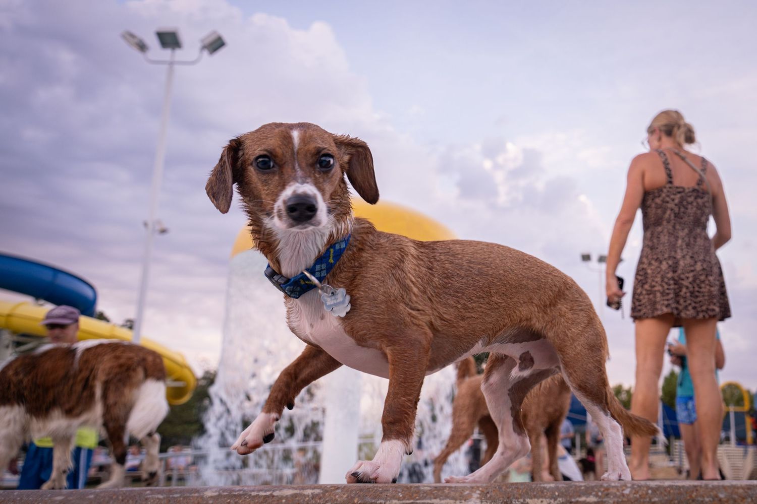 A small brown dog with a blue collar stands near a water park fountain with people in the background.