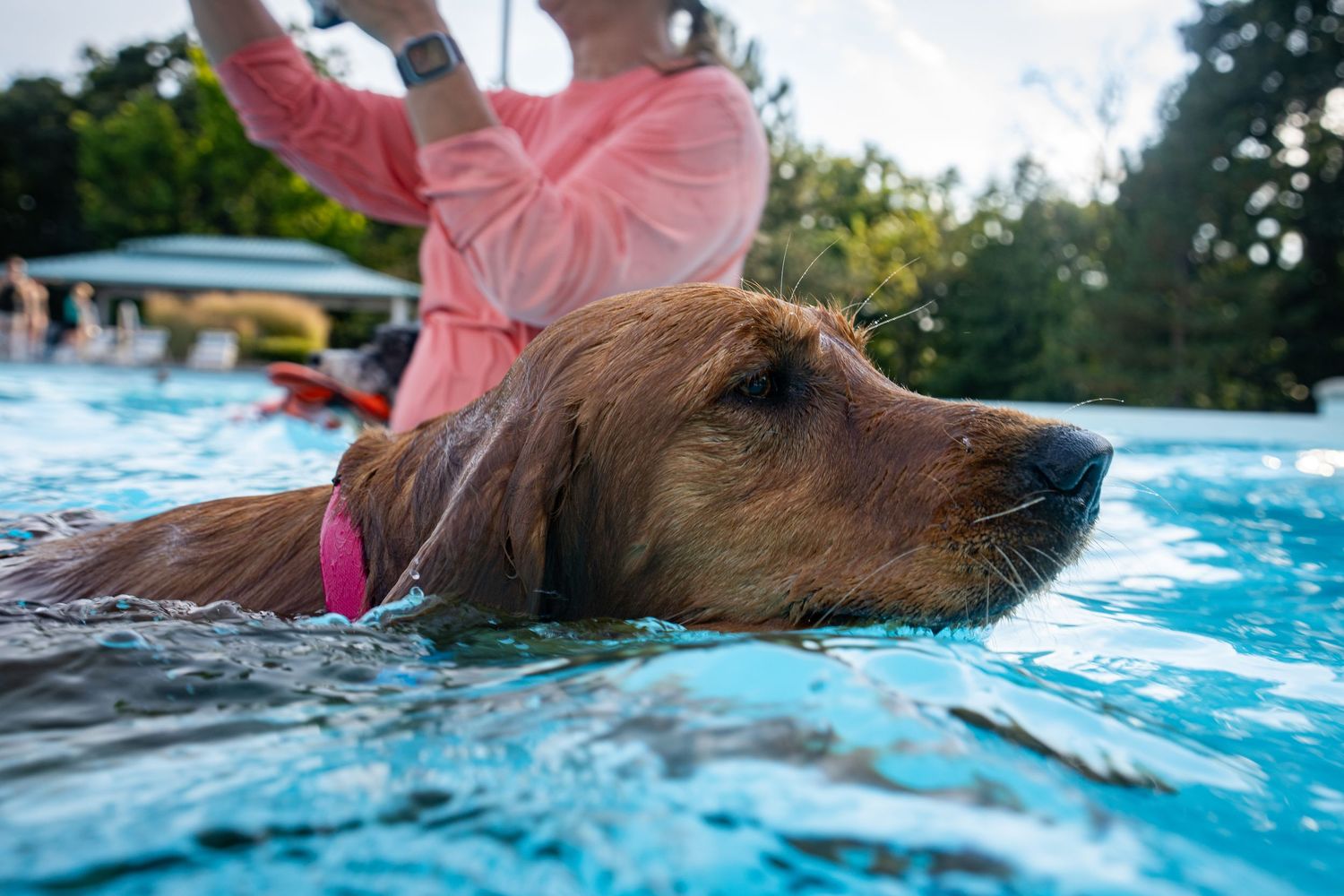 A golden retriever wearing a pink collar swims in a clear blue pool while a person in a pink shirt stands nearby.