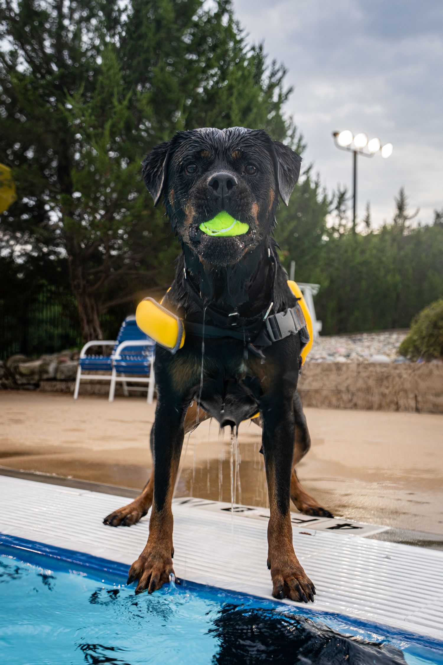 Wet Rottweiler dog wearing yellow floaties and holding a green ball in its mouth while standing at the edge of a pool.