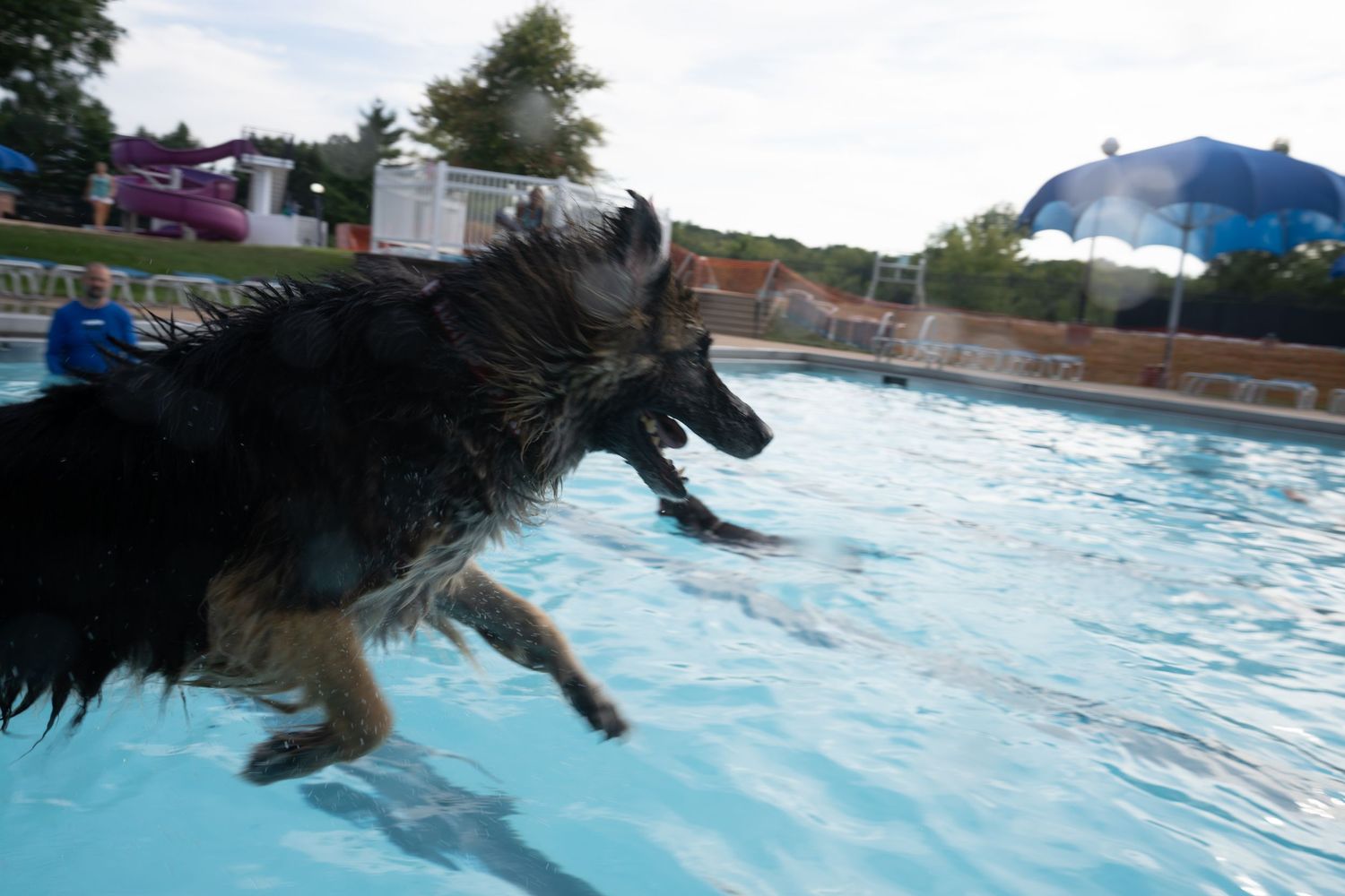 A wet dog leaping into a blue swimming pool outdoors on a sunny day.