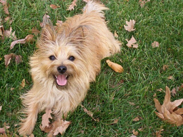A happy fluffy tan Cairn Terrier dog lying on green grass surrounded by fallen autumn leaves.