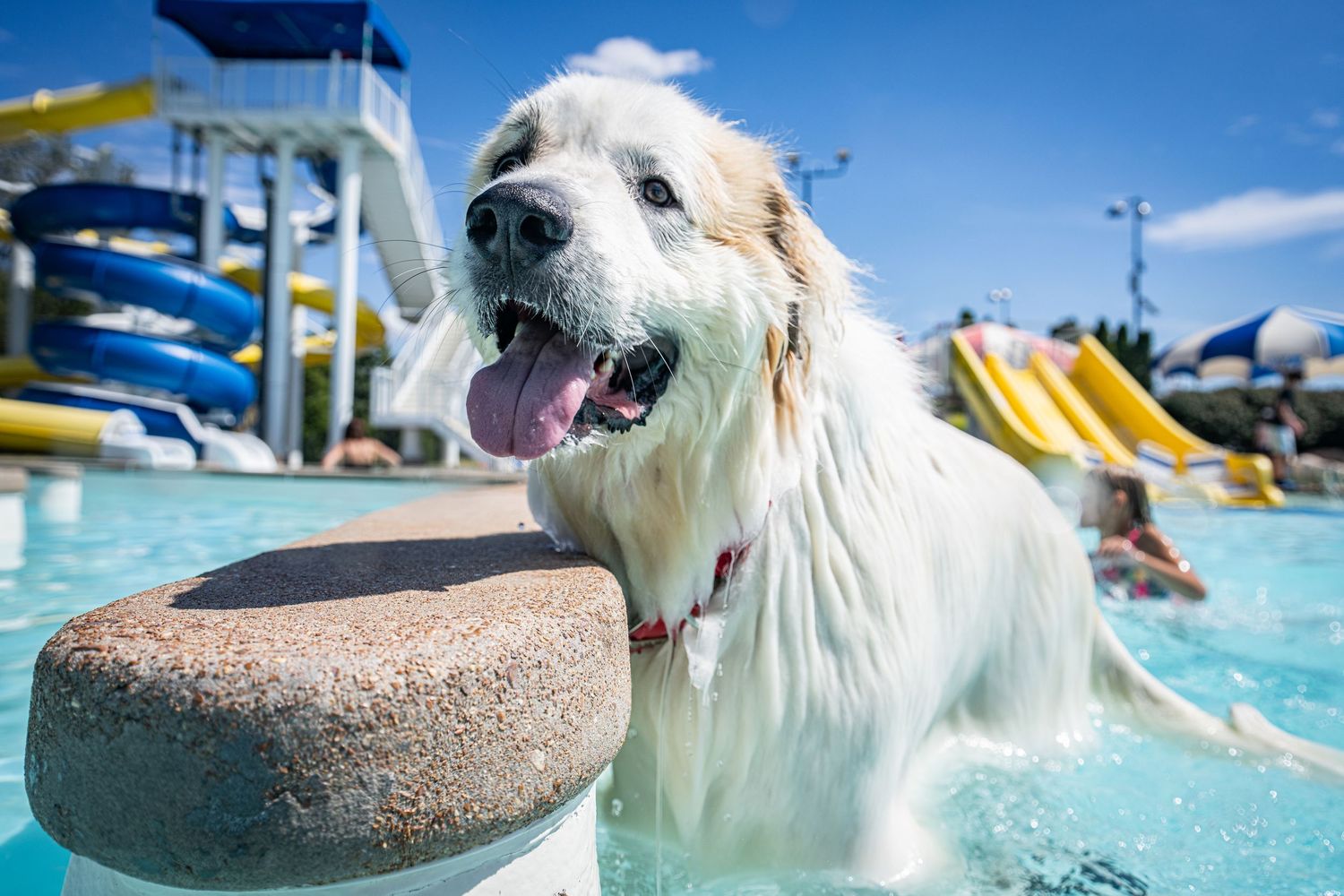 Happy white Great Pyrenees dog standing in a shallow pool near a water slide on sunny day.