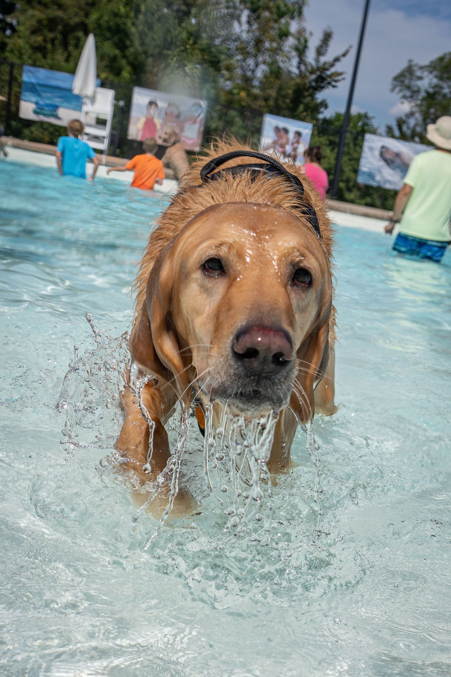 A golden Labrador retriever splashes through a shallow pool creating water droplets at an outdoor event.