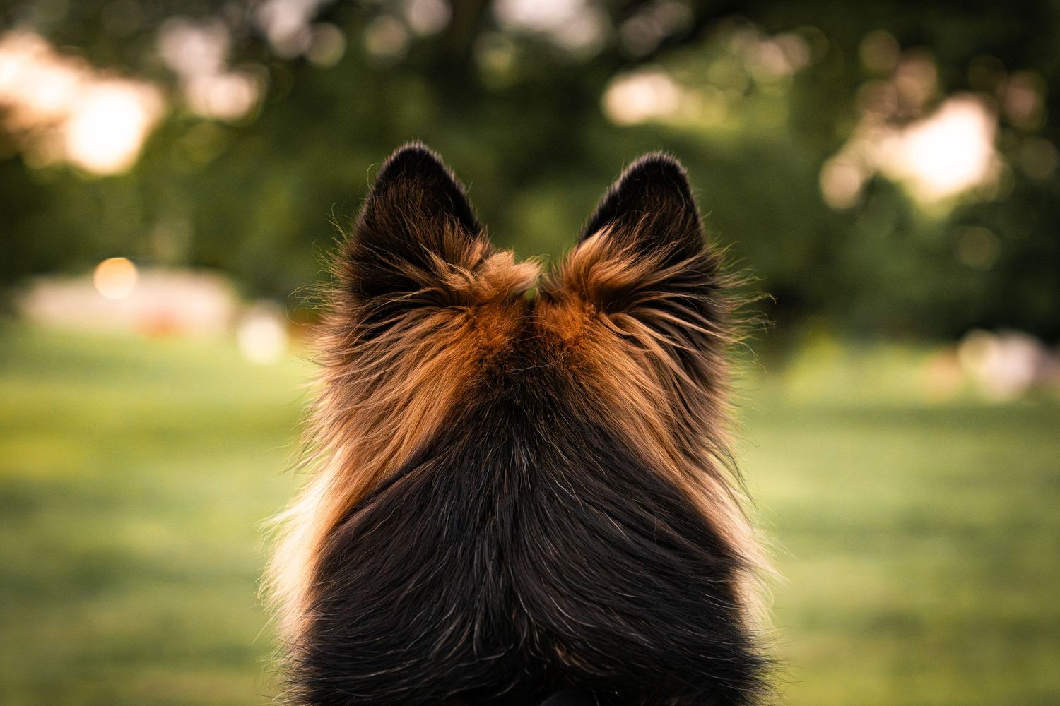 Rear view of a German Shepherd dog with pointed ears looking out over a lush green field at sunset.