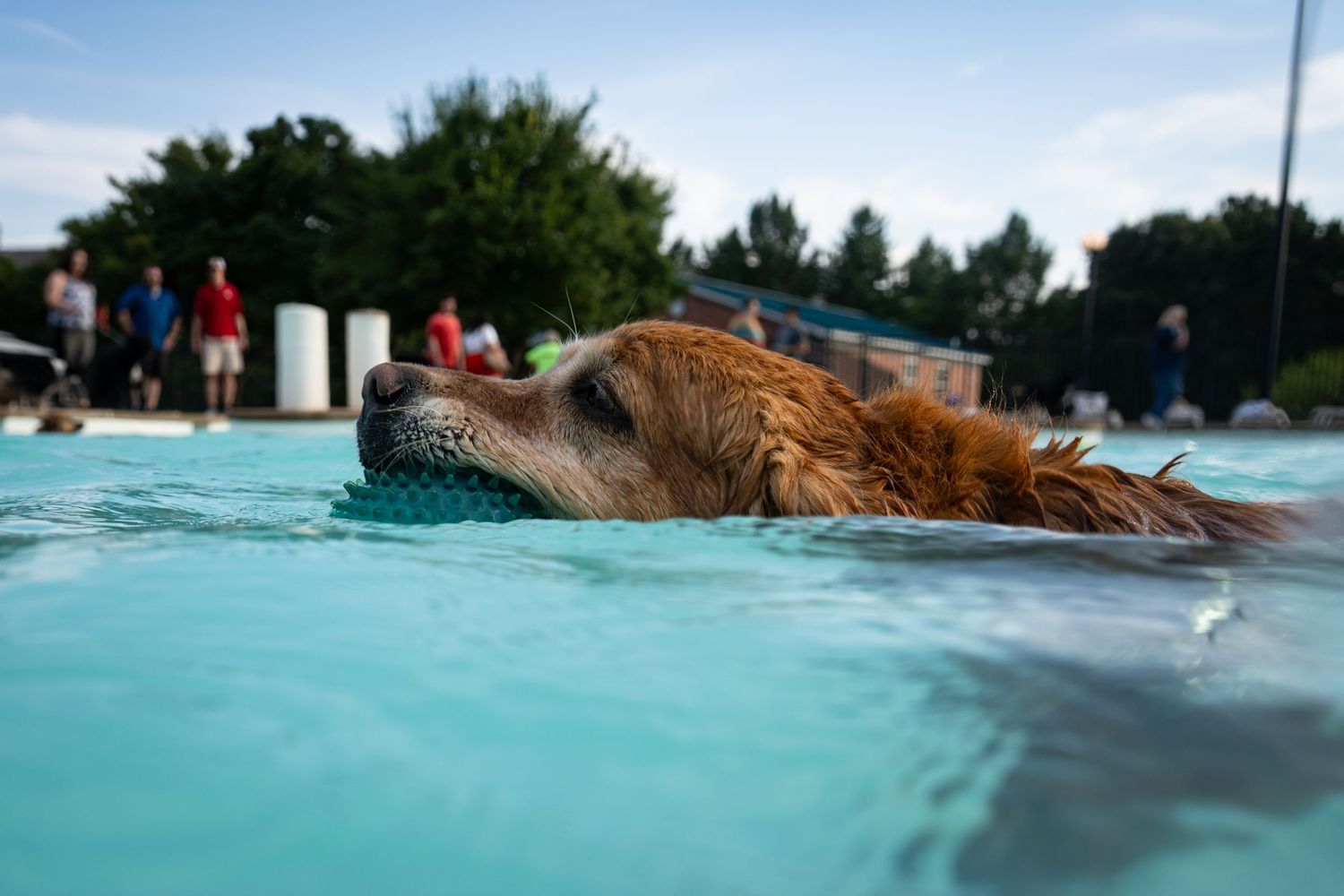 Golden retriever dog swimming in a clear turquoise pool on a sunny day with people visible in the background.