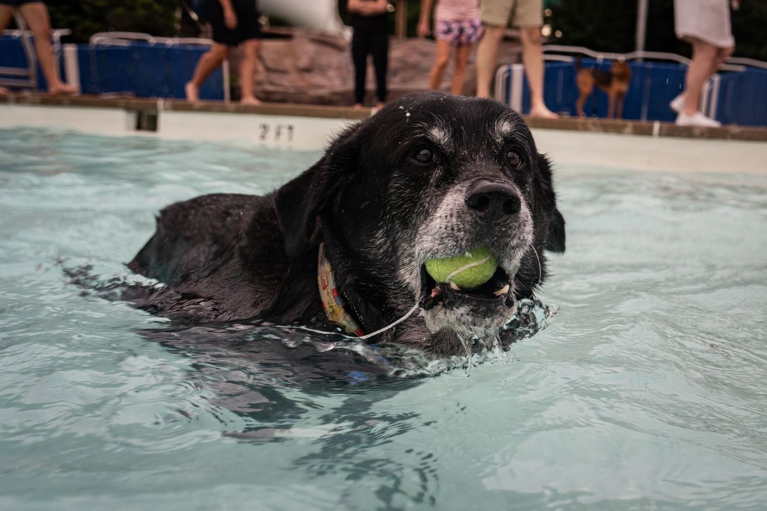 Black dog swimming in a pool with a tennis ball in its mouth, surrounded by people in the background.