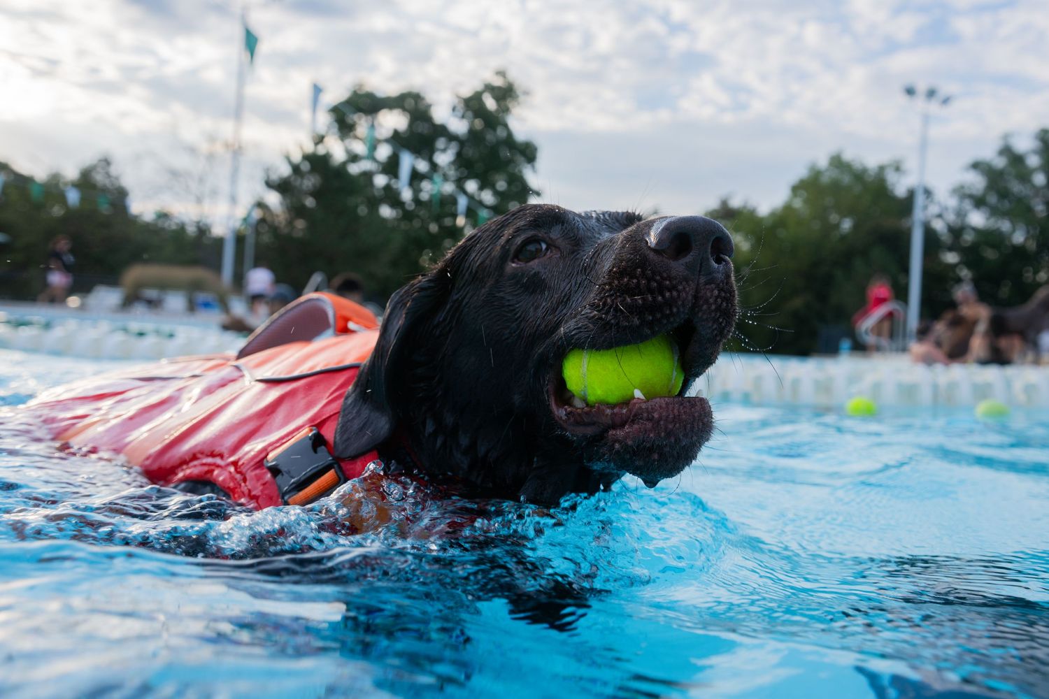 Black Labrador in red life vest swimming in pool with green tennis ball in mouth.