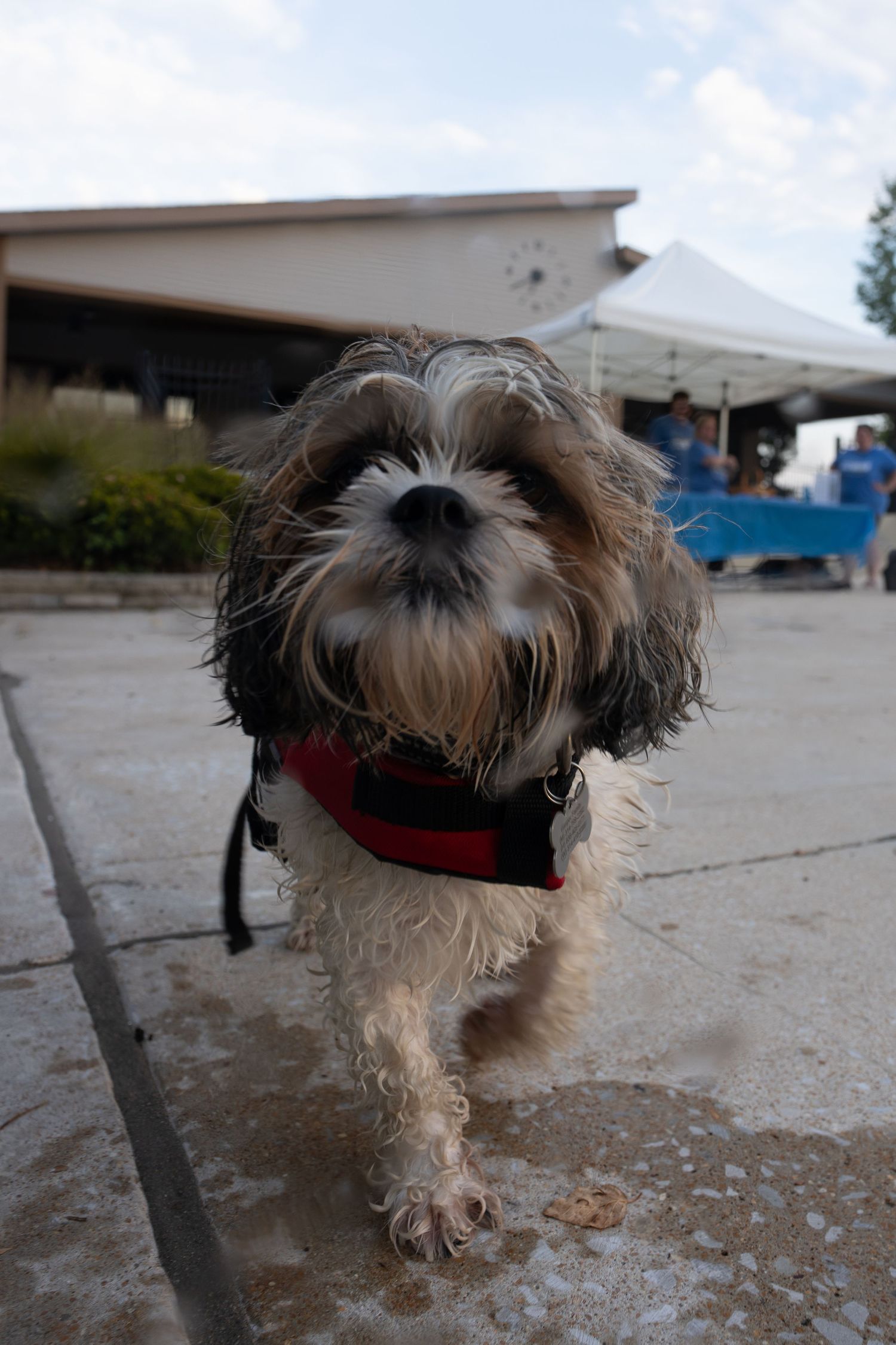 Wet Shih Tzu dog wearing a red harness walking on a wet pavement outdoors near a white tent.