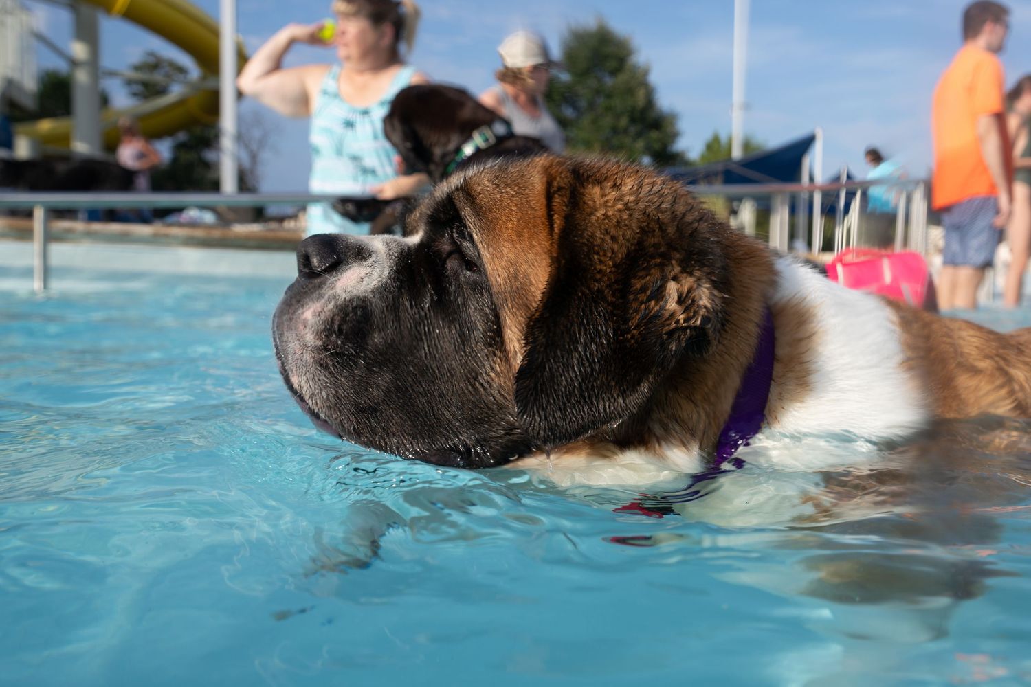 A Saint Bernard dog swimming in a outdoor pool with people visible in the background on a sunny day.