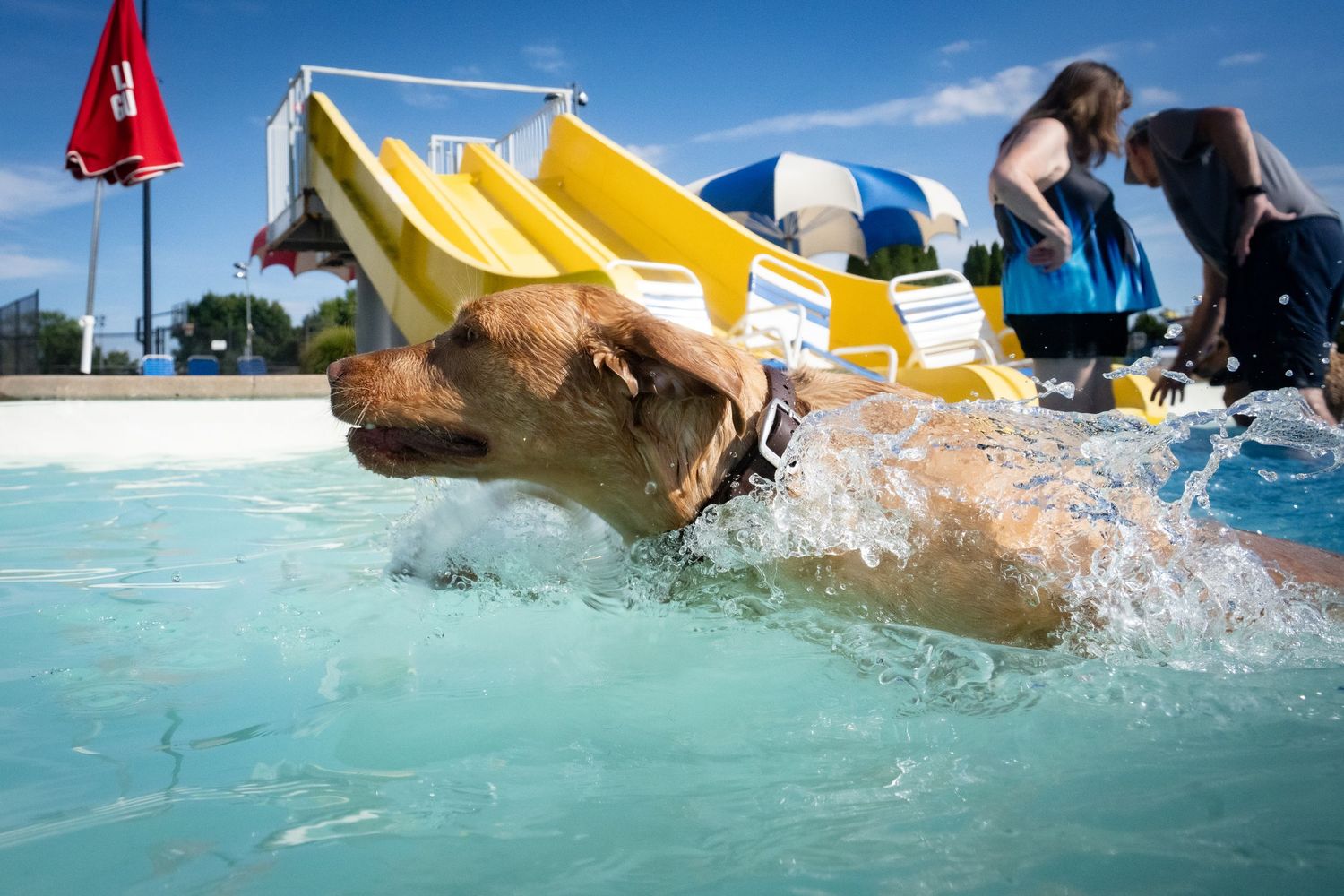 A golden dog swimming energetically in a outdoor pool with a yellow slide in the background.