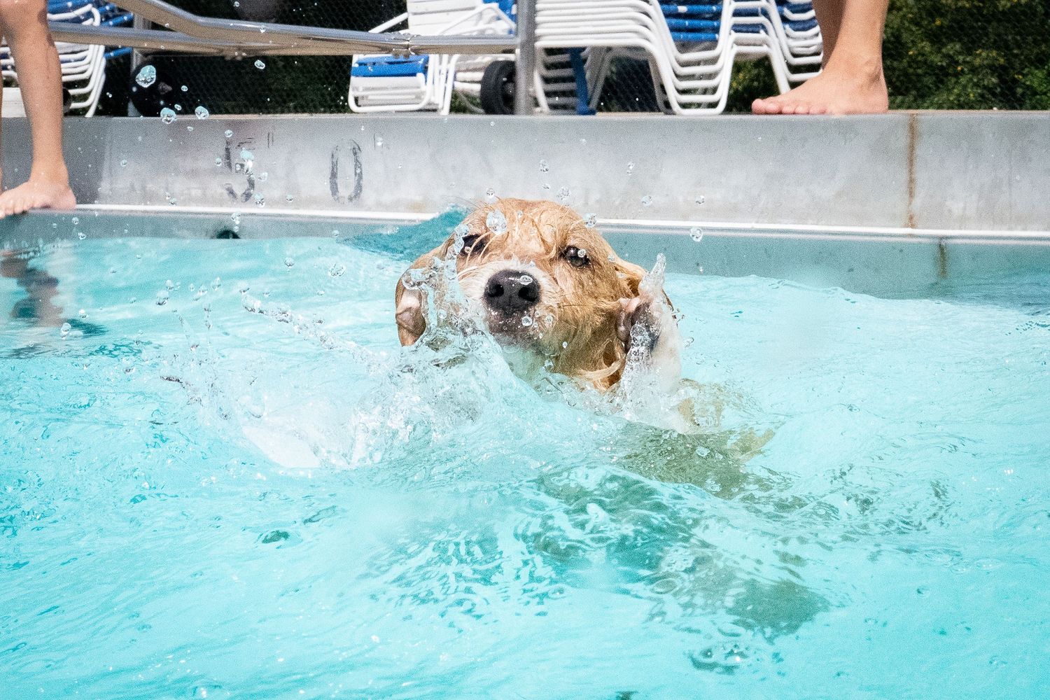 A golden retriever dog swimming energetically in a bright blue outdoor pool on a sunny day.