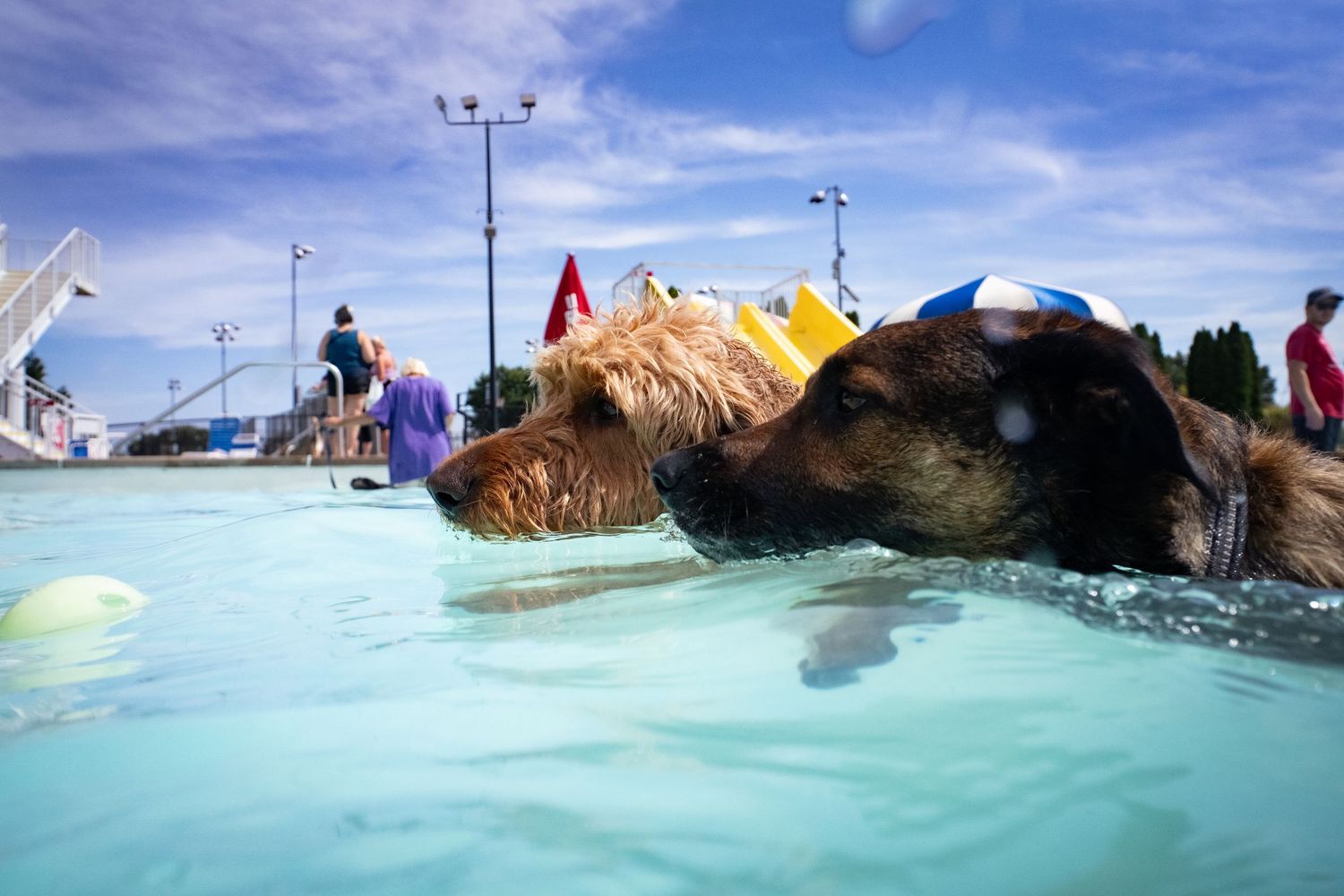 Two dogs wearing colorful floaties swim side by side in a bright blue outdoor pool on a sunny day.
