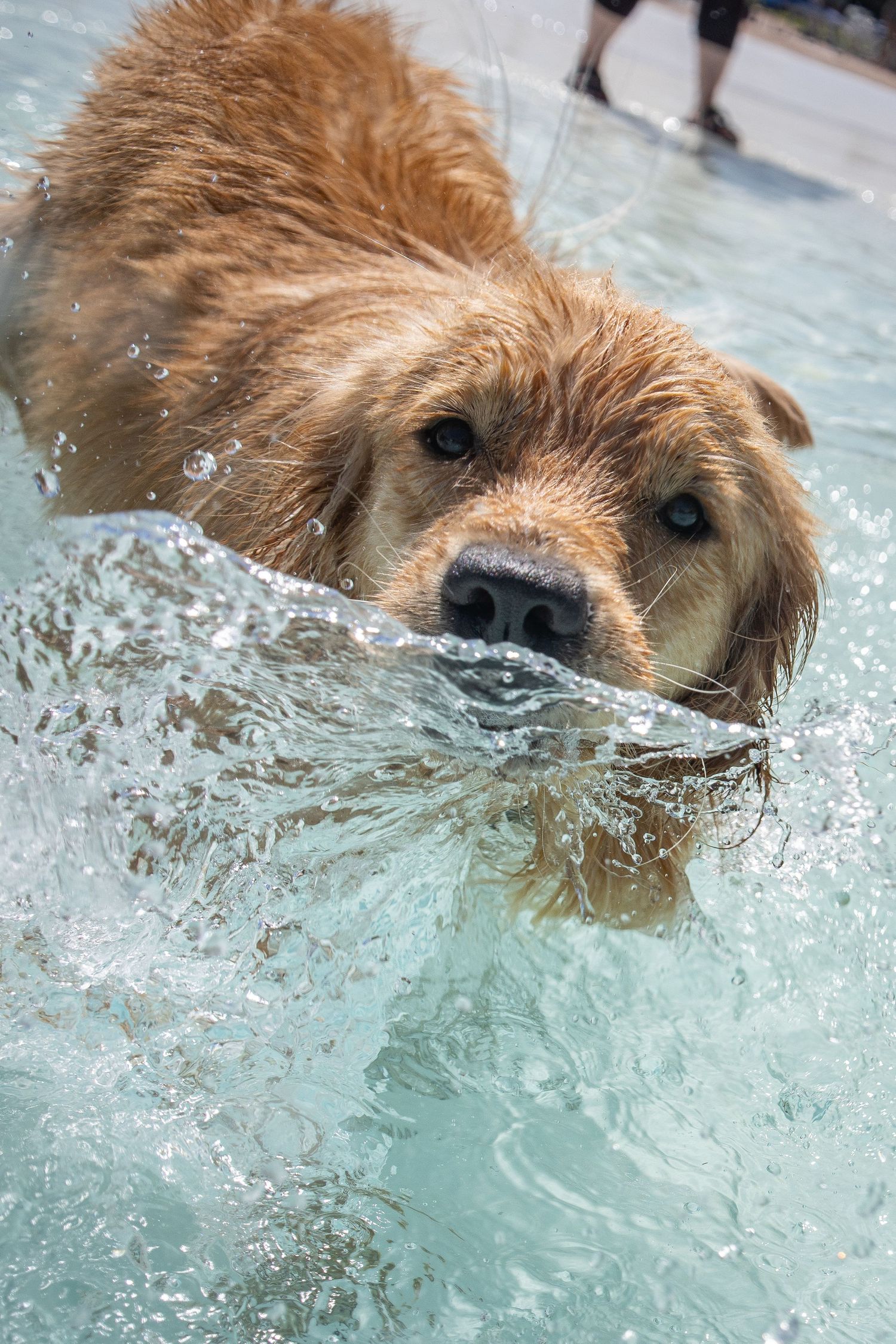 Close-up of a wet golden retriever swimming through splashing water in an outdoor pool.
