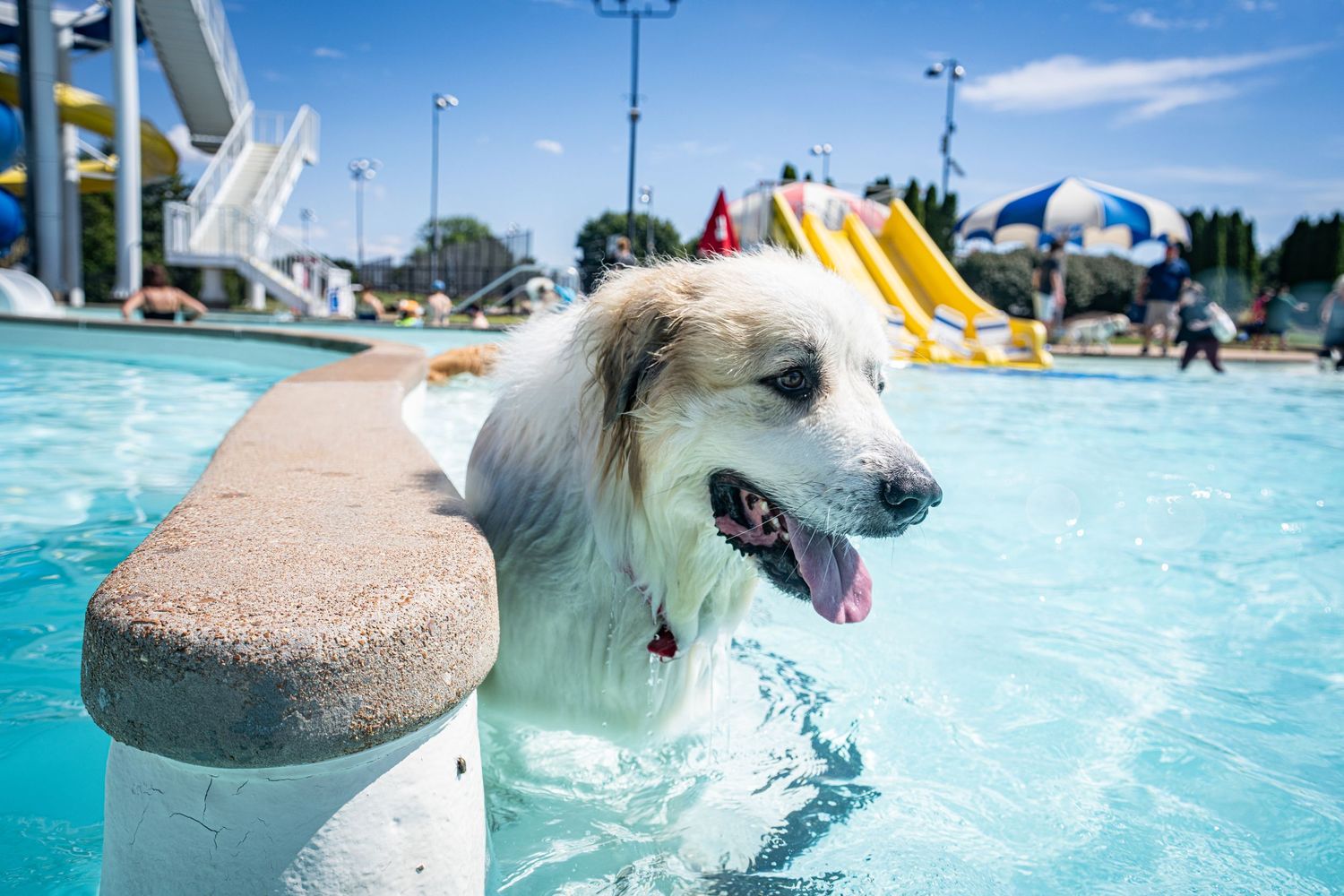 A golden retriever stands in a bright blue outdoor pool on a sunny day with colorful water slides in the background.