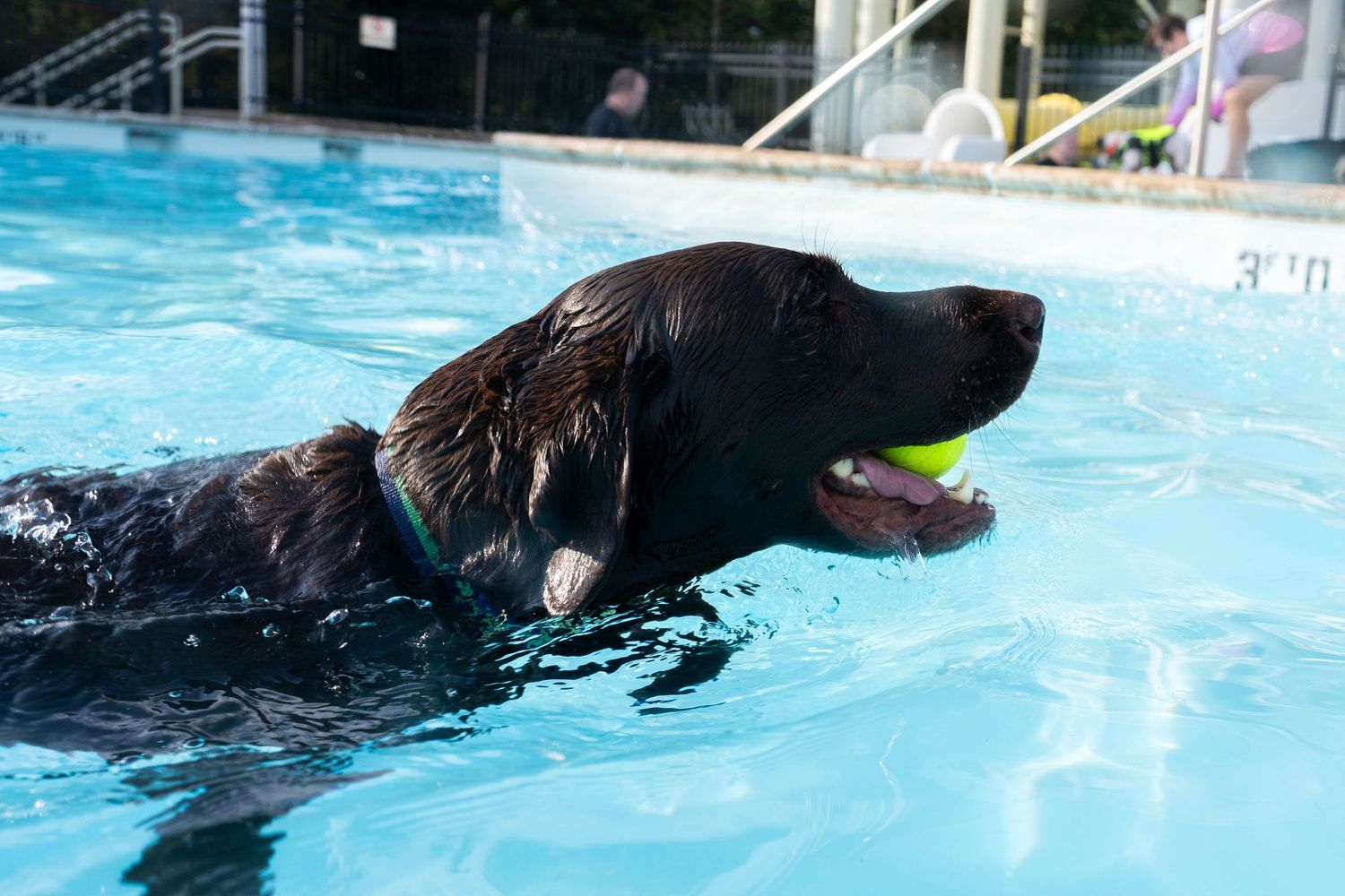 A wet black Labrador retriever swimming in a blue pool with a yellow tennis ball in its mouth.