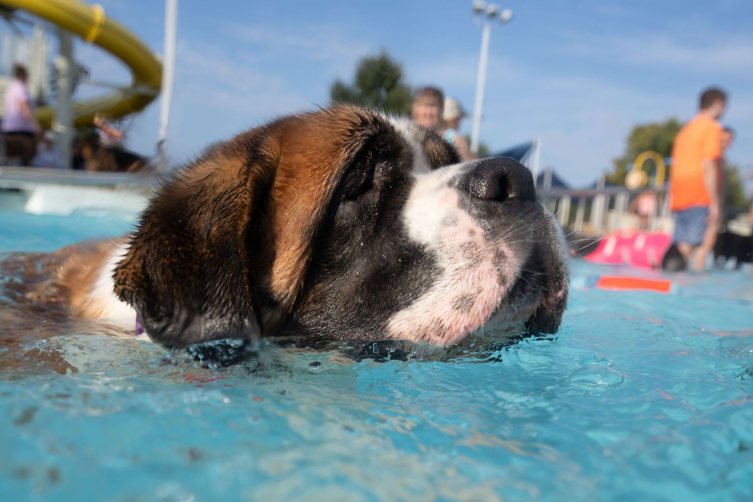 A Saint Bernard dog swimming in a bright blue pool on a sunny day with people visible in the background.