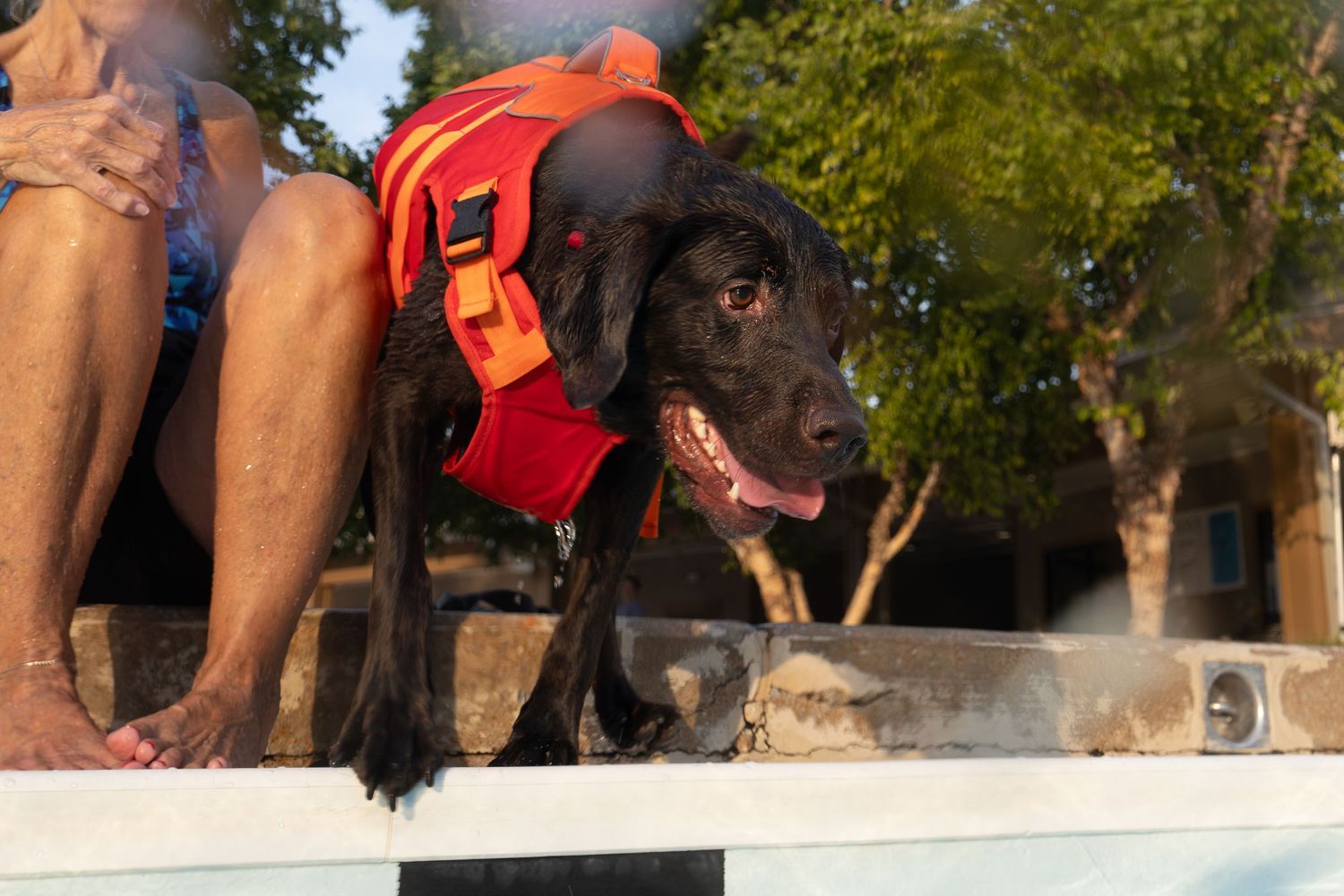 Black Labrador wearing red life jacket sitting on pool edge with people nearby on sunny day.