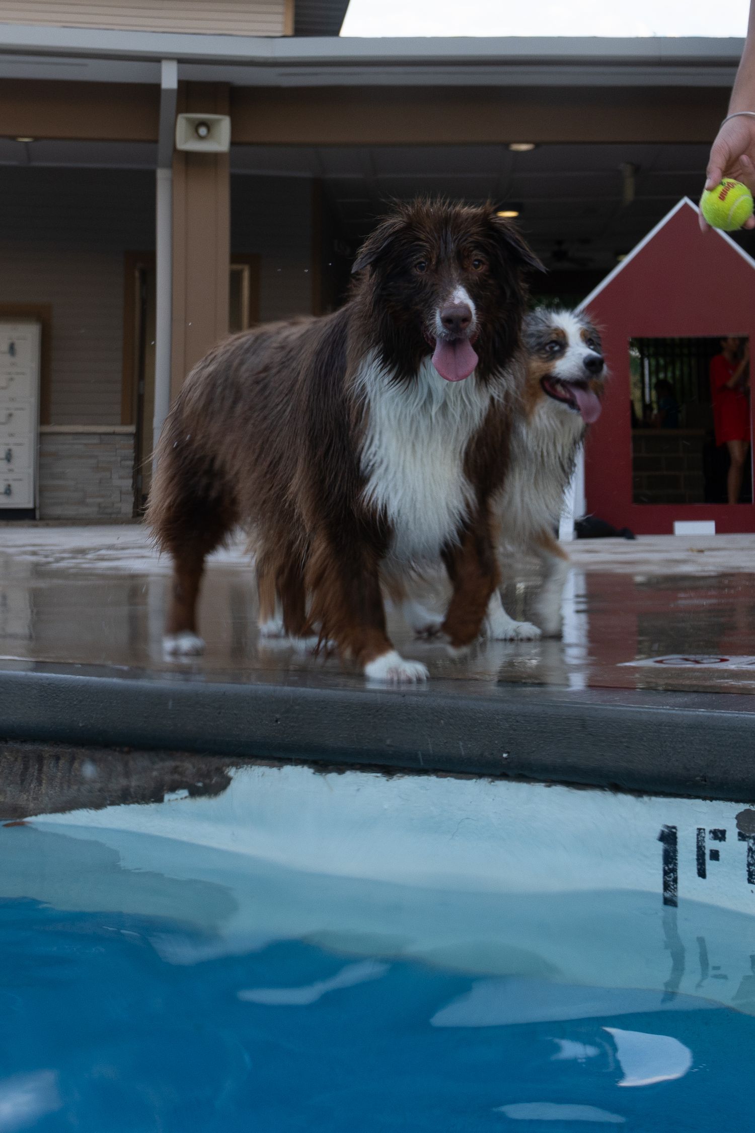 Two wet dogs stand by a swimming pool near a red doghouse, with tongues out, enjoying a playful outdoor day.