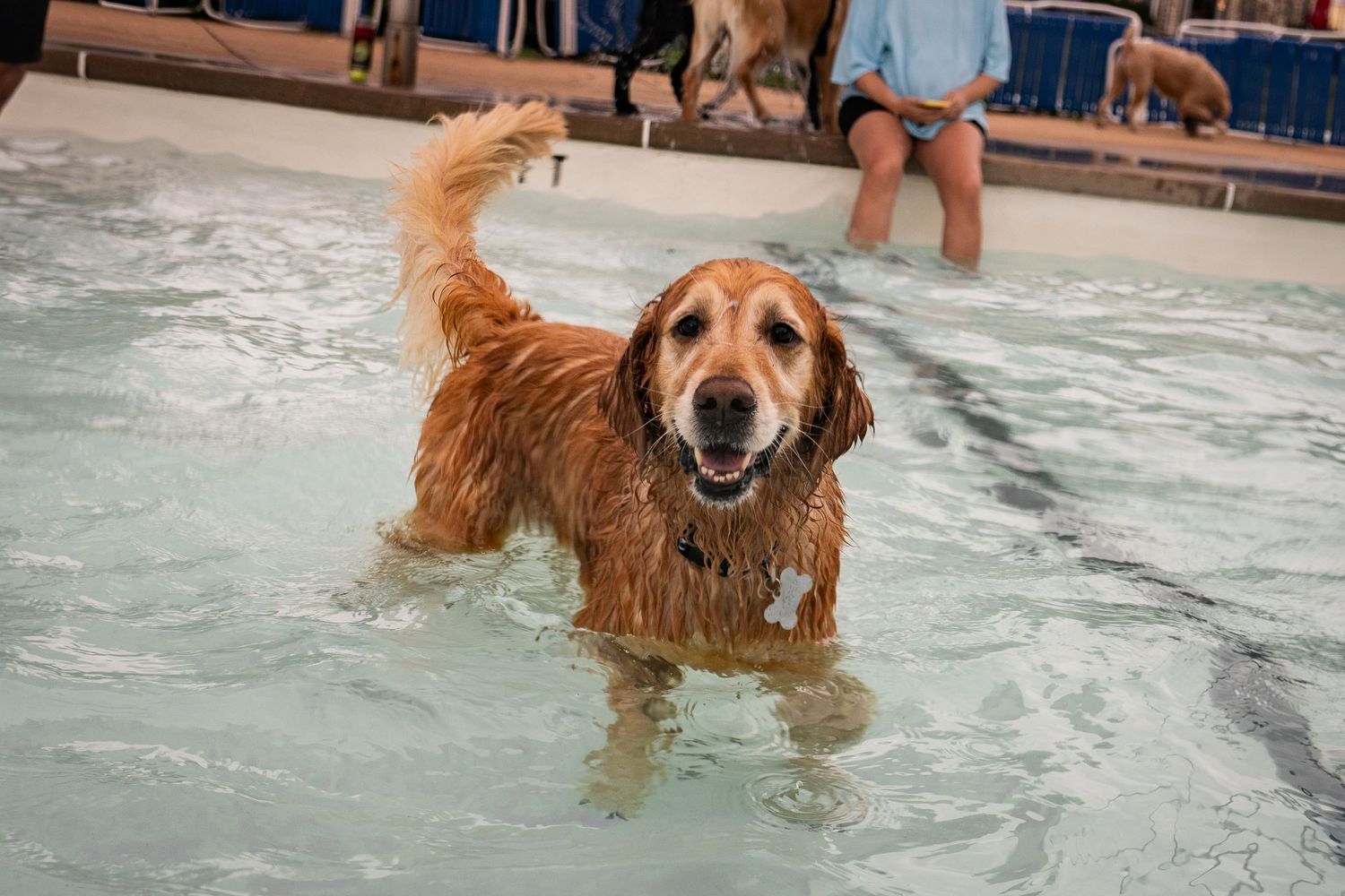 A wet golden retriever happily wading in a shallow pool surrounded by other dogs and people.
