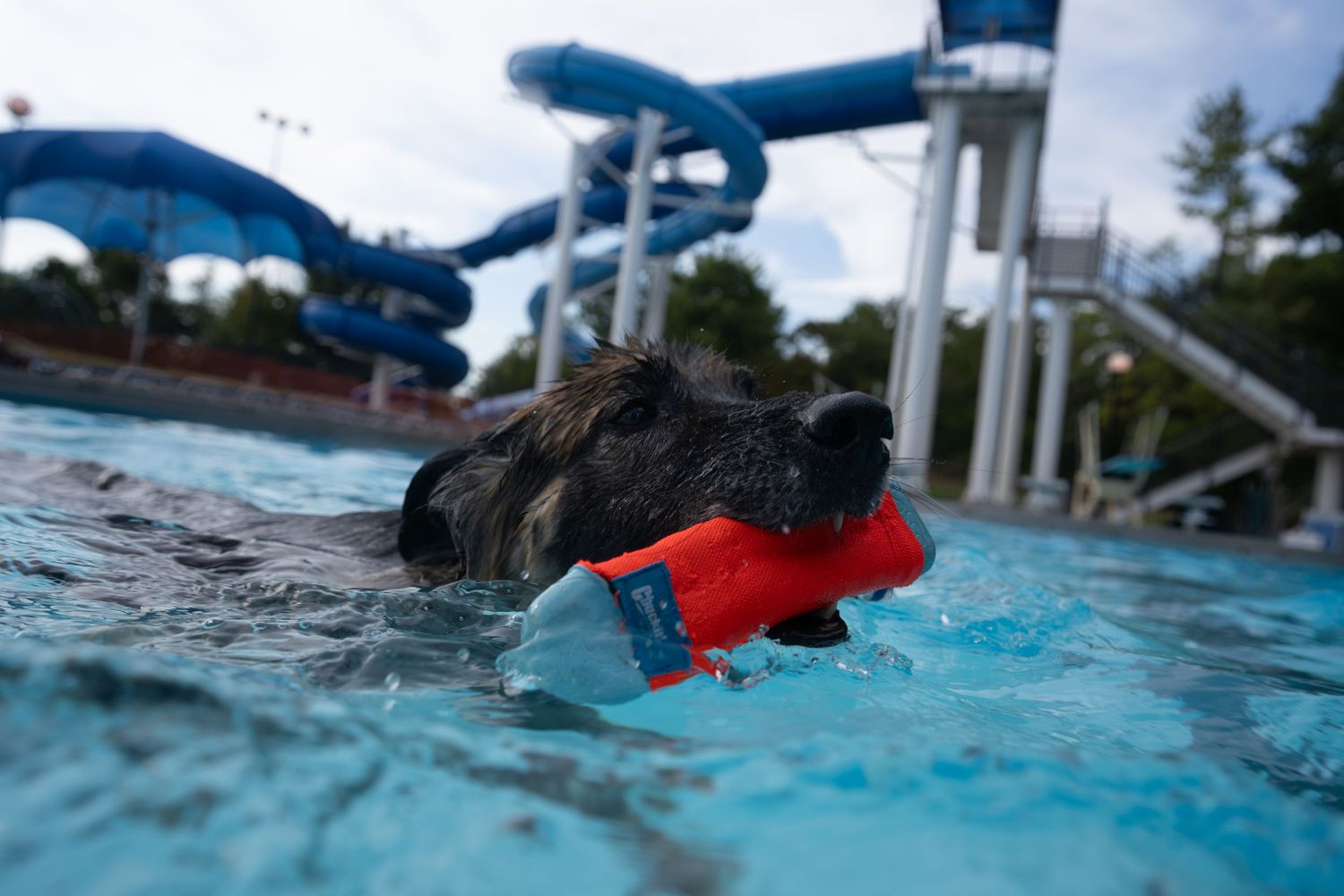 A dog swims in a pool carrying a red toy in its mouth, with blue water slides visible in the background.