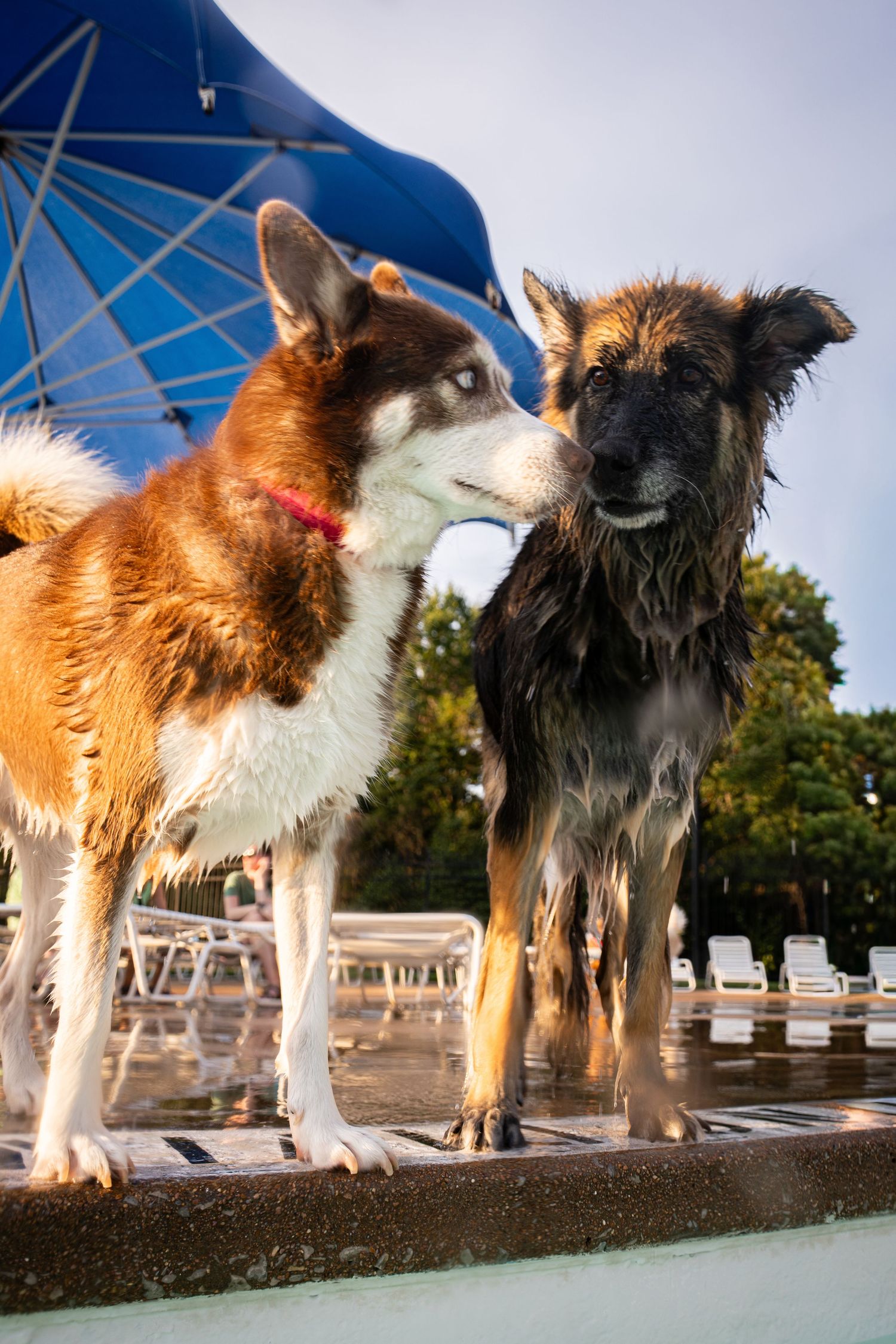 Two wet dogs, a Husky and a dark mixed breed, stand by a pool under a blue umbrella on a sunny day.