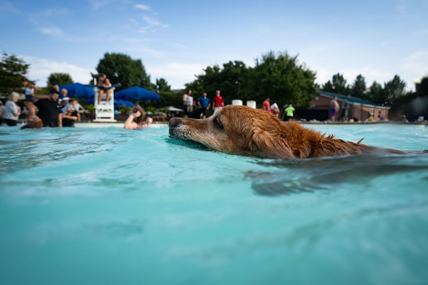Golden retriever swimming in a clear turquoise pool surrounded by people on a sunny day.