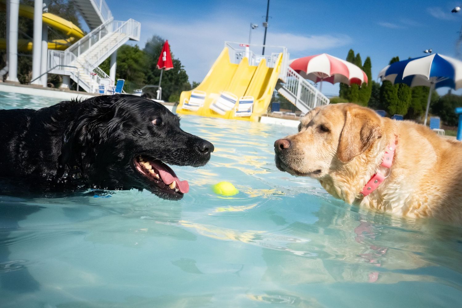 Two Labrador Retrievers, one black and one yellow, swim together in a pool with a tennis ball.
