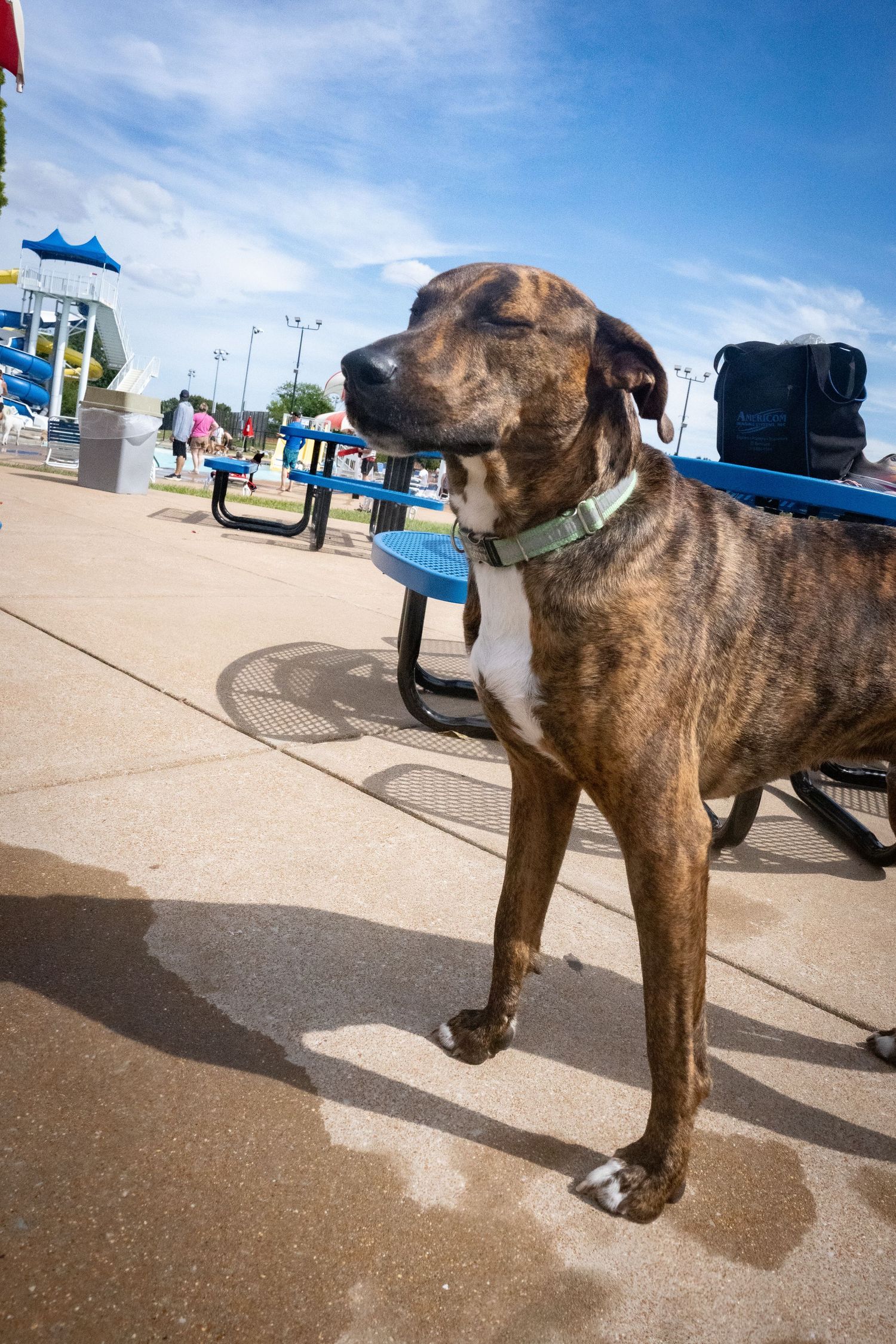 Brindle dog with green collar standing on wet pavement at an outdoor water park on a sunny day.